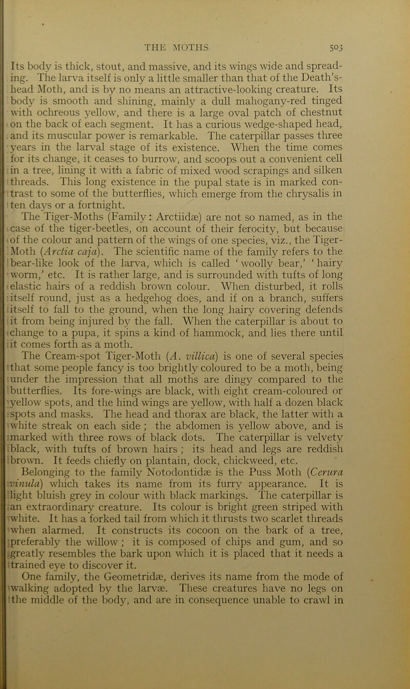 Its body is thick, stout, and massive, and its wings wide and spread- ing. The larva itself is only a little smaller than that of the Death’s- head Moth, and is by no means an attractive-looking creature. Its body is smooth and shining, mainly a dull mahogany-red tinged with ochreous yellow, and there is a large oval patch of chestnut on the back of each segment. It has a curious wedge-shaped head, . and its muscular power is remarkable. The caterpillar passes three years in the larval stage of its existence. When the time comes for its change, it ceases to burrow', and scoops out a convenient cell in a tree, lining it with a fabric of mixed wood scrapings and silken : threads. This long existence in the pupal state is in marked con- trast to some of the butterflies, which emerge from the chrysalis in •ten da5^s or a fortnight. The Tiger-Moths (Family: Arctiidae) are not so named, as in the case of the tiger-beetles, on account of their ferocity, but because: of the colour and pattern of the wings of one species, viz., the Tiger- :Moth {Arctia caja). The scientific name of the family refers to the 1 bear-like look of the larva, which is called ‘woolly bear,’ ‘hairy ’worm,’ etc. It is rather large, and is surrounded with tufts of long elastic hairs of a reddish brown colour. . When disturbed, it rolls : itself round, just as a hedgehog does, and if on a branch, suffers itself to fall to the ground, when the long hairy covering defends it from being injured by the fall. When the caterpillar is about to change to a pupa, it spins a kind of hammock, and lies there until it comes forth as a moth. The Cream-spot Tiger-Moth (A. villica) is one of several species 'that some people fancy is too brightly coloured to be a moth, being under the impression that all moths are dingy compared to the butterflies. Its fore-wings are black, with eight cream-coloured or ’ yellow spots, and the hind wings are yellow, with half a dozen black •spots and masks. The head and thorax are black, the latter with a white streak on each side ; the abdomen is yellow above, and is : marked with three rows of black dots. The caterpillar is velvety black, with tufts of brown hairs ; its head and legs are reddish brown. It feeds chiefly on plantain, dock, chickweed, etc. Belonging to the family Notodontidae is the Puss Moth [Cerura ’•vinula) which takes its name from its furry appearance. It is flight bluish grey in colour with black markings. The caterpillar is an extraordinary creature. Its colour is bright green striped with white. It has a forked tail from which it thrusts two scarlet threads when alarmed. It constructs its cocoon on the bark of a tree, preferably the willow ; it is composed of chips and gum, and so -greatly resembles the bark upon which it is placed that it needs a drained eye to discover it. One family, the Geometridse, derives its name from the mode of •■walking adopted by the larvae. These creatures have no legs on 'the middle of the body, and are in consequence unable to crawl in