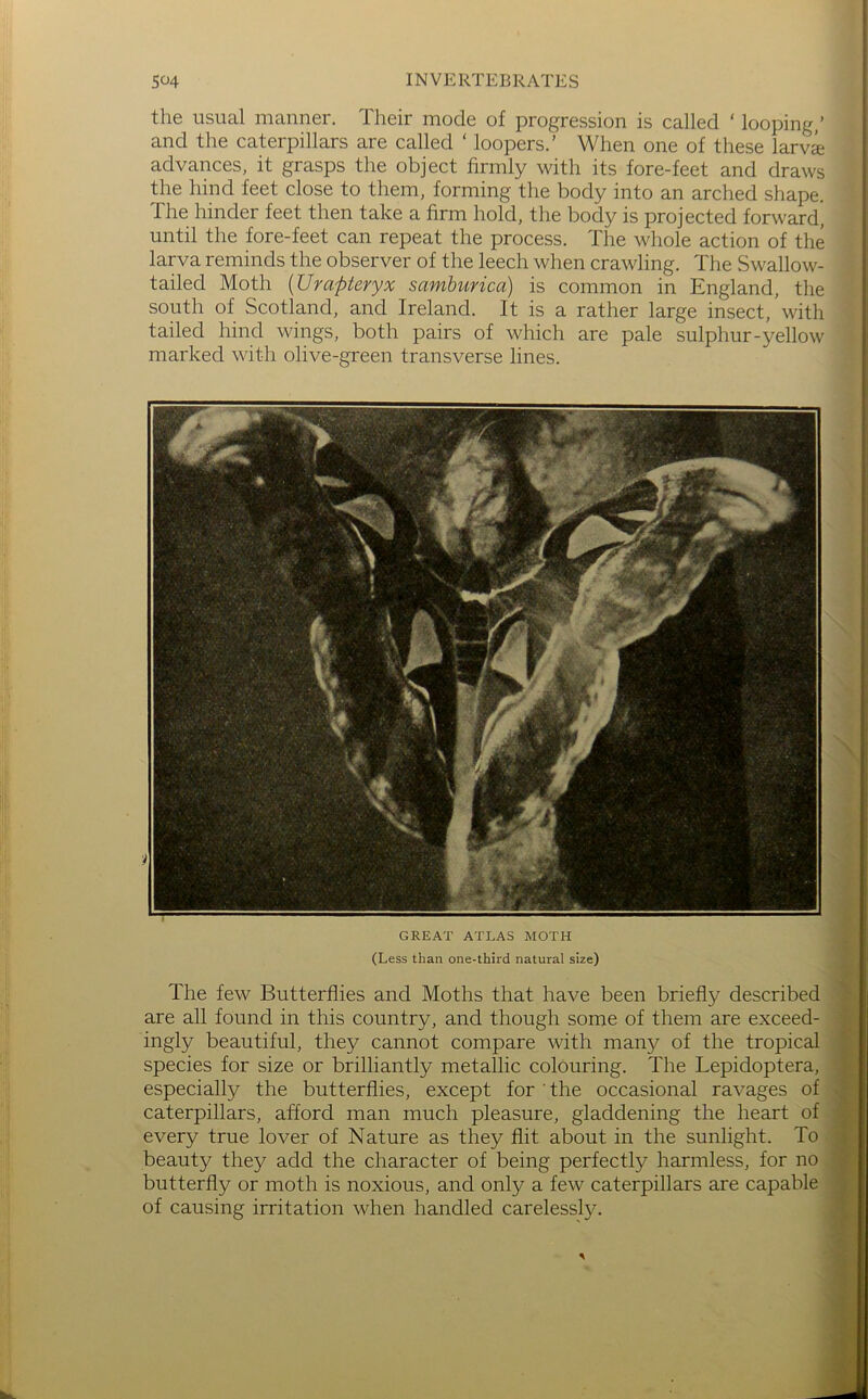 the usual manner. Their mode of progression is called ‘ looping/ and the caterpillars are called ‘ loopers.’ When one of these larvi advances, it grasps the object firmly with its fore-feet and draws the hind feet close to them, forming the body into an arched shape. The hinder feet then take a firm hold, the body is projected forward^ until the fore-feet can repeat the process. The whole action of the larva reminds the observer of the leech when crawling. The Swallow- tailed Moth [Urapteryx samburica) is common in England, the south of Scotland, and Ireland. It is a rather large insect,’with tailed hind wings, both pairs of which are pale sulphur-yellow marked with olive-green transverse lines. GREAT ATLAS MOTH (Less than one-third natural size) The few Butterflies and Moths that have been briefly described, are all found in this country, and though some of them are exceed-] ingly beautiful, they cannot compare with many of the tropical? species for size or brilliantly metallic colouring. The Lepidoptera, especially the butterflies, except for the occasional ravages of > caterpillars, afford man much pleasure, gladdening the heart of i every true lover of Nature as they flit about in the sunlight. To j beauty they add the character of being perfectly harmless, for no ] butterfly or moth is noxious, and only a few caterpillars are capable | of causing irritation when handled carelessly. |