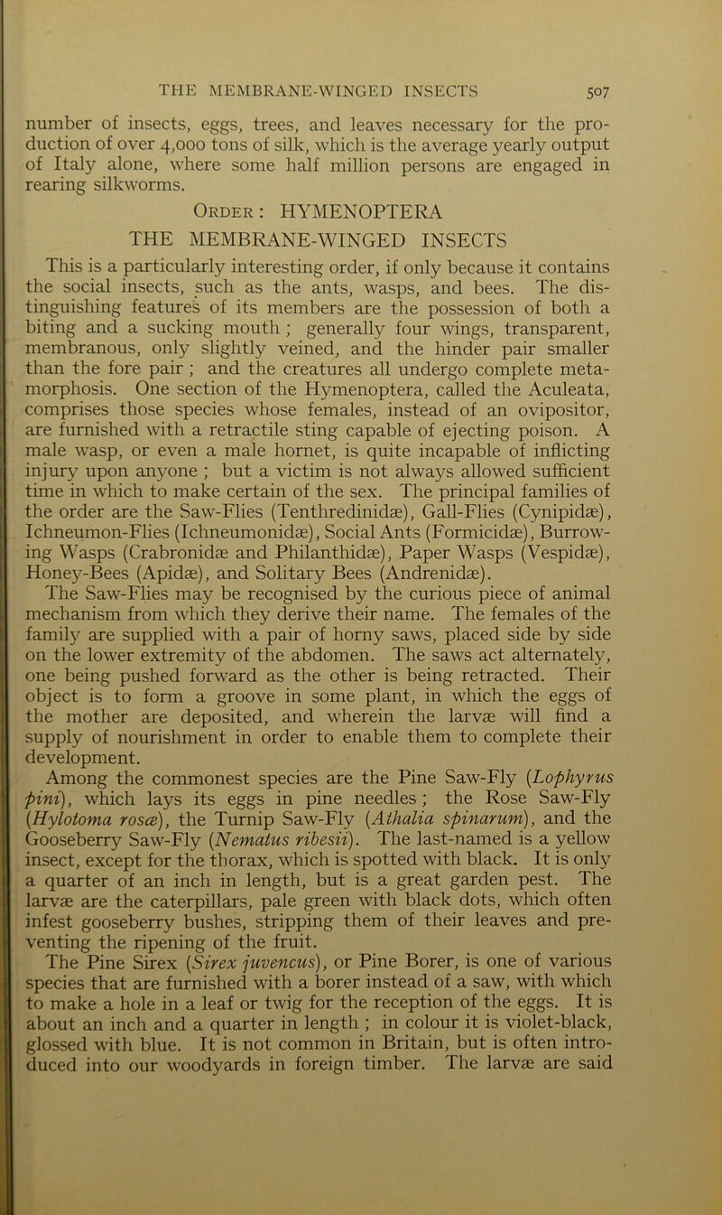 number of insects, eggs, trees, and leaves necessary for the pro- duction of over 4,000 tons of silk, which is the average yearly output of Italy alone, where some half million persons are engaged in rearing silkworms. Order: HYMENOPTERA THE MEMBRANE-WINGED INSECTS This is a particularly interesting order, if only because it contains the social insects, such as the ants, wasps, and bees. The dis- tinguishing features of its members are the possession of both a biting and a sucking mouth ; generally four wings, transparent, membranous, only slightly veined, and the hinder pair smaller than the fore pair; and the creatures all undergo complete meta- morphosis. One section of the Hymenoptera, called the Aculeata, comprises those species whose females, instead of an ovipositor, are furnished with a retractile sting capable of ejecting poison. A male wasp, or even a male hornet, is quite incapable of inflicting injury upon anyone ; but a victim is not always allowed sufficient time in which to make certain of the sex. The principal families of the order are the Saw-Flies (Tenthredinidae), Gall-Flies (Cynipidae), Ichneumon-Flies (Ichneumonidae), Social Ants (Formicidae), Burrow- ing Wasps (Crabronidae and Philanthidae), Paper Wasps (Vespidae), Honey-Bees (Apidae), and Solitary Bees (Andrenidae). The Saw-Flies may be recognised by the curious piece of animal mechanism from which they derive their name. The females of the family are supplied with a pair of horny saws, placed side by side on the lower extremity of the abdomen. The saws act alternately, one being pushed forward as the other is being retracted. Their object is to form a groove in some plant, in which the eggs of the mother are deposited, and wherein the larvae will find a supply of nourishment in order to enable them to complete their development. Among the commonest species are the Pine Saw-Fly [Lophyrus pini), which lays its eggs in pine needles ; the Rose Saw-Fly {Hylotoma yoscb), the Turnip Saw-Fly {Aihalia spinarum), and the Gooseberry Saw-Fly [Nematus rihesii). The last-named is a yellow insect, except for the thorax, which is spotted with black. It is only a quarter of an inch in length, but is a great garden pest. The larvae are the caterpillars, pale green with black dots, which often infest gooseberry bushes, stripping them of their leaves and pre- venting the ripening of the fruit. The Pine Sirex [Sirex juvencus), or Pine Borer, is one of various species that are furnished with a borer instead of a saw, with which to make a hole in a leaf or twig for the reception of the eggs. It is about an inch and a quarter in length ; in colour it is violet-black, glossed with blue. It is not common in Britain, but is often intro- duced into our woodyards in foreign timber. The larvae are said