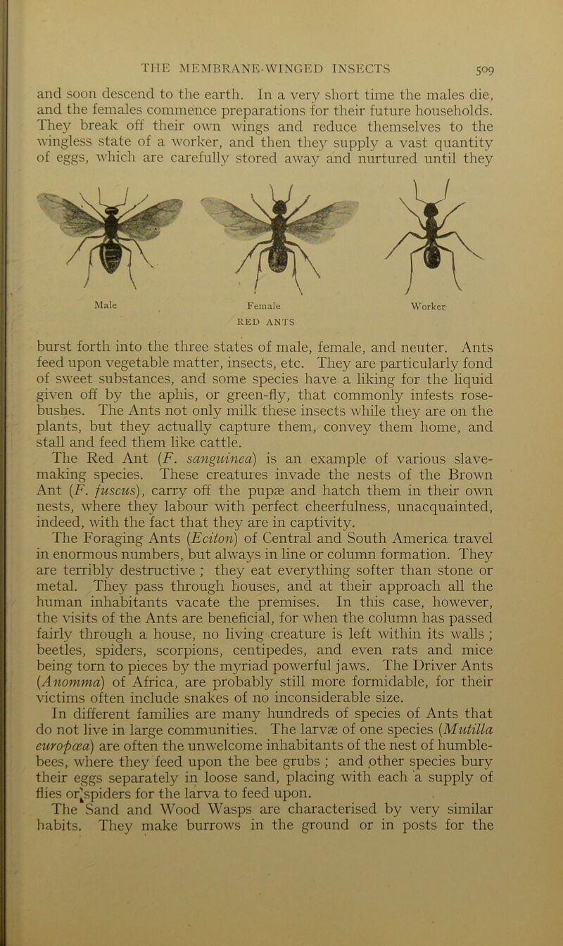 and soon descend to the earth. In a very short time the males die, and the females commence preparations for their future households. They break off their own wings and reduce themselves to the wingless state of a worker, and then they supply a vast quantity of eggs, which are carefully stored away and nurtured until they Male Female Worker RED ANTS burst forth into the three states of male, female, and neuter. Ants feed upon vegetable matter, insects, etc. They are particularly fond of sweet substances, and some species have a liking for the liquid given off by the aphis, or green-fly, that commonly infests rose- bushes. The Ants not only milk these insects while they are on the plants, but they actually capture them, convey them home, and stall and feed them like cattle. The Red Ant {F. sanguinea) is an example of various slave- making species. These creatures invade the nests of the Brown Ant {F. fuscus), carry off the pupae and hatch them in their own nests, where they labour with perfect cheerfulness, unacquainted, indeed, with the fact that they are in captivity. The Foraging Ants {Eciton) of Central and South America travel in enormous numbers, but always in line or column formation. They are terribly destructive ; they eat everything softer than stone or metal. They pass through houses, and at their approach all the human inhabitants vacate the premises. In this case, however, the visits of the Ants are beneficial, for when the column has passed fairly through a house, no living creature is left within its walls ; beetles, spiders, scorpions, centipedes, and even rats and mice being torn to pieces by the myriad powerful jaws. The Driver Ants (Anomma) of Africa, are probably still more formidable, for their victims often include snakes of no inconsiderable size. In different families are many hundreds of species of Ants that do not live in large communities. The larvae of one species [Mutilla europoea) are often the unwelcome inhabitants of the nest of humble- bees, where they feed upon the bee grubs ; and other species bury their eggs separately in loose sand, placing with each a supply of flies or^spiders for the larva to feed upon. The Sand and Wood Wasps are characterised by very similar habits. They make burrows in the ground or in posts for the