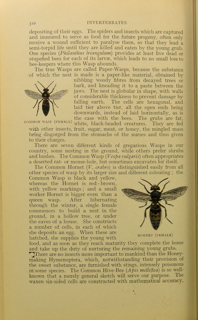 depositing of their eggs. The spiders and insects which are captured and immured to serve as food for the future progeny, often only receive a wound sufficient to paralyse them, so that they lead a semi-torpid life until they are killed and eaten by the young grub. One species [Philanthus triangulum) provides at least five dead or stupefied bees for each of its larvae, which leads to no small loss to bee-keepers where this Wasp abounds. The true Wasps are called Paper-Wasps, because the substance of which the nest is made is a paper-like material, obtained by nibbling woody fibres from decayed trees or bark, and kneading it to a paste between the jaws. The nest is globular in shape, with walls of considerable thickness to prevent damage by falling earth. The cells are hexagonal, and laid tier above tier, all the open ends being downwards, instead of laid horizontally, as is , ^ the case with the bees. The grubs are fat, COMMON WASP (female) black-lieaded creatures. They are fed with other insects, fruit, sugar, meat, or honey, the mingled mass being disgorged from the stomachs of the nurses and thus given to their charges. There are seven different kinds of gregarious Wasps in our country, some nesting in the ground, while others prefer shrubs and bushes. The Common Wasp {Vespa vulgaris) often appropriates a deserted rat- or mouse-hole, but sometimes excavates for itself. The Common Hornet {V. crabro) is distinguished easily from all other species of wasp by its larger size and different colouring ; the Common Wasp is black and yellow, whereas the Hornet is red-brown, with yellow markings ; and a small worker Hornet is bigger even than a queen wasp. After hibernating through the winter, a single female commences to build a nest in the ground, in a hollow tree, or under the eaves of a house. She constructs a number of cells, in each of which she deposits an egg. When these are , hatched, she supplies the young with food, and as soon as they reach maturity they complete the home and take up the duty of nurturing the remaining young grubs. ^There are no insects more important to'mankind than the Honey- making Hymenoptera, which, notwithstanding their provision of the sweet substance, are furnished with stings, intensely poisonous in some species. The Common Hive-Bee {Apis melliiica) is so well- known that a merely general sketch will serve our purpose. The waxen six-sided cells are constructed with njathematical accuracy. I - •
