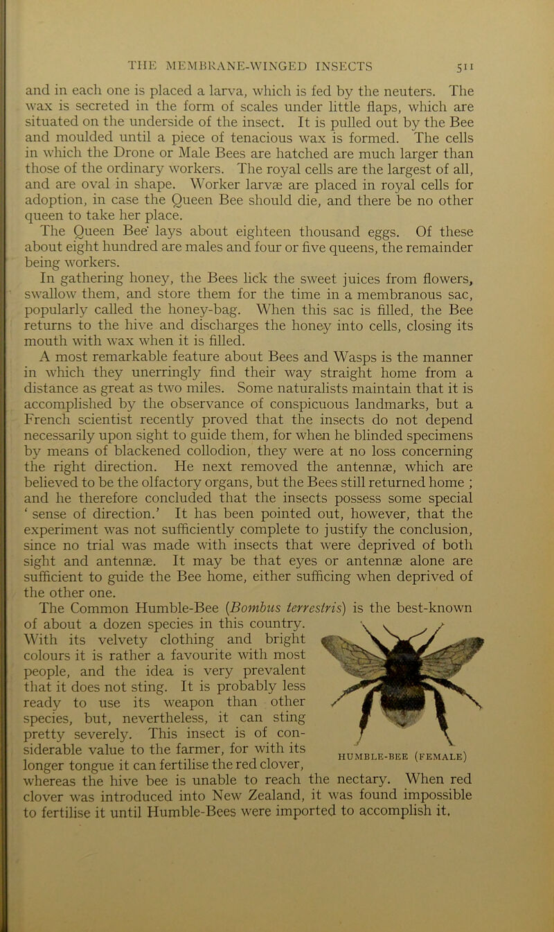 and in each one is placed a larva, which is fed by the neuters. The wax is secreted in the form of scales under little flaps, which are situated on the underside of the insect. It is pulled out by the Bee and moulded until a piece of tenacious wax is formed. The cells in which the Drone or Male Bees are hatched are much larger than those of the ordinary workers. The royal cells are the largest of all, and are oval in shape. Worker larvae are placed in royal cells for adoption, in case the Queen Bee should die, and there be no other queen to take her place. The Queen Bee' lays about eighteen thousand eggs. Of these about eight hundred are males and four or five queens, the remainder being workers. In gathering honey, the Bees lick the sweet juices from flowers, ‘ swallow them, and store them for the time in a membranous sac, popularly called the honey-bag. When this sac is filled, the Bee returns to the hive and discharges the honey into cells, closing its mouth with wax when it is filled. A most remarkable feature about Bees and Wasps is the manner in which they unerringly find their way straight home from a ! distance as great as two miles. Some naturalists maintain that it is accomplished by the observance of conspicuous landmarks, but a I French scientist recently proved that the insects do not depend ; necessarily upon sight to guide them, for when he blinded specimens ! by means of blackened collodion, they were at no loss concerning i the right direction. He next removed the antennae, which are j believed to be the olfactory organs, but the Bees still returned home ; and he therefore concluded that the insects possess some special ‘ sense of direction.’ It has been pointed out, however, that the experiment was not sufficiently complete to justify the conclusion, since no trial was made with insects that were deprived of both sight and antennae. It may be that eyes or antennae alone are sufficient to guide the Bee home, either sufficing when deprived of the other one. The Common Humble-Bee [Bombus ierresiris) is the best-known of about a dozen species in this country. With its velvety clothing and bright colours it is rather a favourite with most people, and the idea is very prevalent that it does not sting. It is probably less ready to use its weapon than other species, but, nevertheless, it can sting pretty severely. This insect is of con- siderable value to the farmer, for with its longer tongue it can fertilise the red clover, whereas the hive bee is unable to reach the nectary. When red clover was introduced into New Zealand, it was found impossible to fertilise it until Humble-Bees were imported to accomplish it.