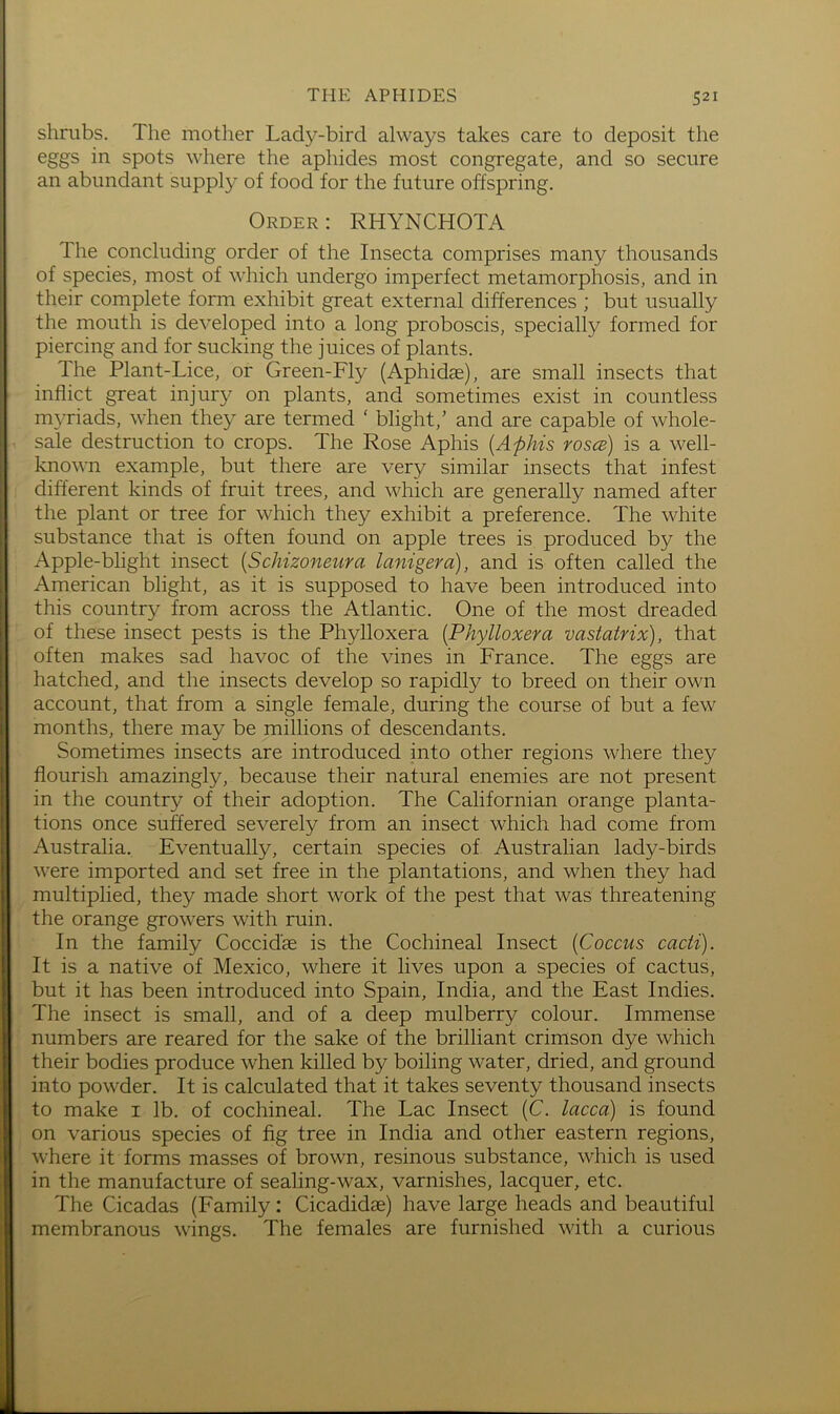 shrabs. The mother Lady-bird always takes care to deposit the eggs in spots where the aphides most congregate, and so secure an abundant supply of food for the future offspring. Order: RHYNCHOTA The concluding order of the Insecta comprises many thousands of species, most of which undergo imperfect metamorphosis, and in their complete form exhibit great external differences ; but usually the mouth is developed into a long proboscis, specially formed for piercing and for sucking the juices of plants. The Plant-Lice, or Green-Fly (Aphidae), are small insects that inflict great injury on plants, and sometimes exist in countless myriads, when they are termed ‘ blight,’ and are capable of whole- sale destruction to crops. The Rose Aphis {Aphis roses) is a well- known example, but there are very similar insects that infest different kinds of fruit trees, and which are generally named after the plant or tree for which they exhibit a preference. The white substance that is often found on apple trees is produced by the Apple-blight insect {Schizoneura lanigera), and is often called the American blight, as it is supposed to have been introduced into this country from across the Atlantic. One of the most dreaded of these insect pests is the Phylloxera {Phylloxera vastatrix), that often makes sad havoc of the vines in France. The eggs are hatched, and the insects develop so rapidly to breed on their own account, that from a single female, during the course of but a few months, there may be millions of descendants. Sometimes insects are introduced into other regions where they flourish amazingly, because their natural enemies are not present in the country of their adoption. The Californian orange planta- tions once suffered severely from an insect which had come from Australia. Eventually, certain species of Australian lady-birds were imported and set free in the plantations, and when they had multiplied, they made short work of the pest that was threatening the orange growers with ruin. In the family Coccidse is the Cochineal Insect {Coccus cacti). It is a native of Mexico, where it lives upon a species of cactus, but it has been introduced into Spain, India, and the East Indies. The insect is small, and of a deep mulberry colour. Immense numbers are reared for the sake of the brilliant crimson dye which their bodies produce when killed by boiling water, dried, and ground into powder. It is calculated that it takes seventy thousand insects to make i lb. of cochineal. The Lac Insect (C. lacca) is found on various species of fig tree in India and other eastern regions, where it forms masses of brown, resinous substance, which is used in the manufacture of sealing-wax, varnishes, lacquer, etc. The Cicadas (Family: Cicadidae) have large heads and beautiful membranous wings. The females are furnished with a curious