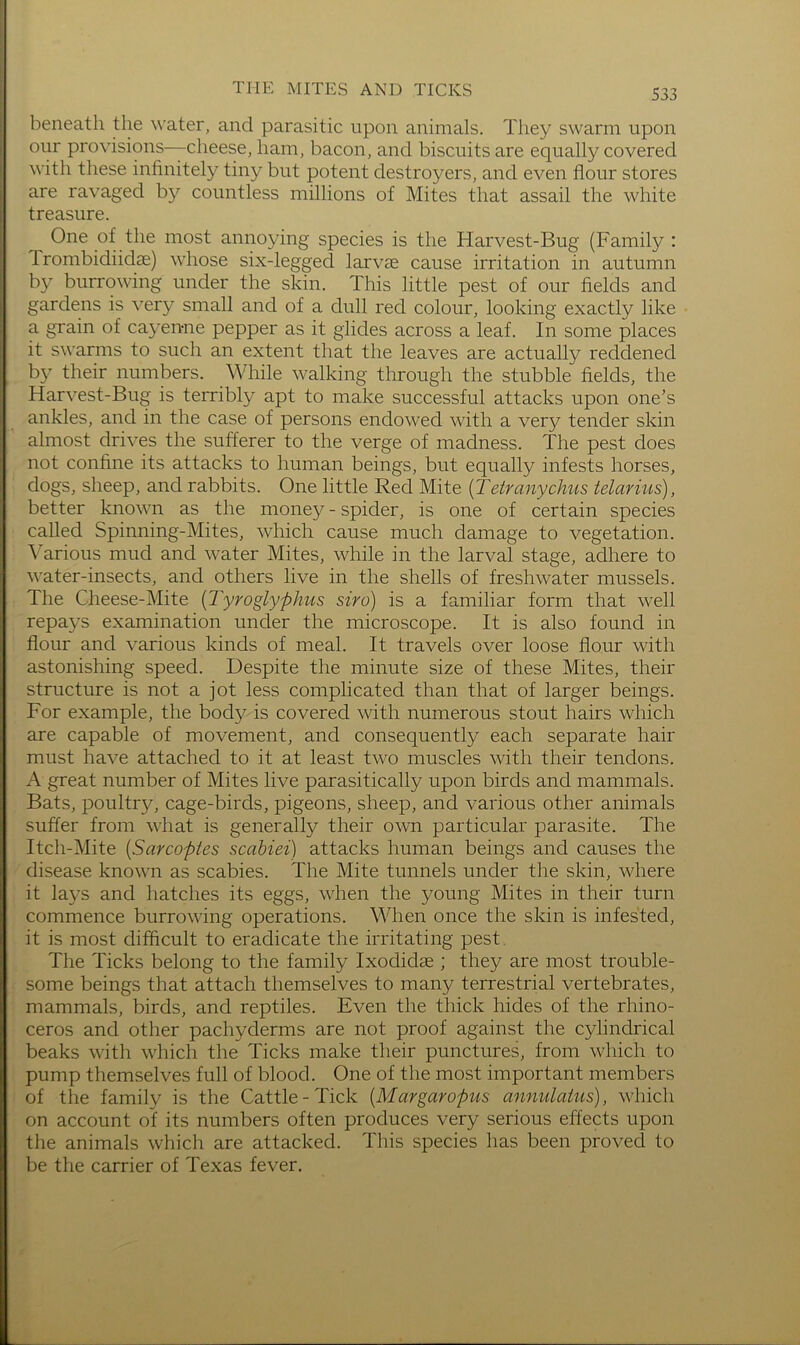THE MITES AND TICKS beneath the \\'ater, and parasitic upon animals. They swarm upon our provisions—cheese, ham, bacon, and biscuits are equally covered with these infinitely tiny but potent destroyers, and even flour stores are ravaged by countless millions of Mites that assail the white treasure. One of the most annoying species is the Harvest-Bug (Family : frombidiidse) whose six-legged larvae cause irritation in autumn by burrowing under the skin. This little pest of our fields and gardens is very small and of a dull red colour, looking exactly like a grain of cayenne pepper as it glides across a leaf. In some places it swarms to such an extent that the leaves are actually reddened by their numbers. While walking through the stubble fields, the Harvest-Bug is terribly apt to make successful attacks upon one’s ankles, and in the case of persons endowed with a very tender skin almost drives the sufferer to the verge of madness. The pest does not confine its attacks to human beings, but equally infests horses, dogs, sheep, and rabbits. One little Red Mite [Tetranychus telarius), better known as the money - spider, is one of certain species called Spinning-Mites, which cause much damage to vegetation. Various mud and water Mites, while in the larval stage, adhere to water-insects, and others live in the shells of freshwater mussels. The Cheese-Mite {Tyroglyphus siro) is a familiar form that well repays examination under the microscope. It is also found in flour and various kinds of meal. It travels over loose flour with astonishing speed. Despite the minute size of these Mites, their structure is not a jot less complicated than that of larger beings. For example, the body is covered with numerous stout hairs which are capable of movement, and consequently each separate hair must have attached to it at least two muscles with their tendons. A great number of Mites live parasitically upon birds and mammals. Bats, poultry, cage-birds, pigeons, sheep, and various other animals suffer from what is generally their own particular parasite. The Itch-Mite [Saycopies scahiei) attacks human beings and causes the disease known as scabies. The Mite tunnels under the skin, where it lays and hatches its eggs, when the young Mites in their turn commence burrowing operations. When once the skin is infested, it is most difficult to eradicate the irritating pest. The Ticks belong to the family Ixodidas ; they are most trouble- some beings that attach themselves to many terrestrial vertebrates, mammals, birds, and reptiles. Even the thick hides of the rhino- ceros and other pachyderms are not proof against the cylindrical beaks with which the Ticks make their punctures, from which to pump themselves full of blood. One of the most important members of the family is the Cattle-Tick [Margaropus annulaius), which on account of its numbers often produces very serious effects upon the animals which are attacked. This species has been proved to be the carrier of Texas fever.