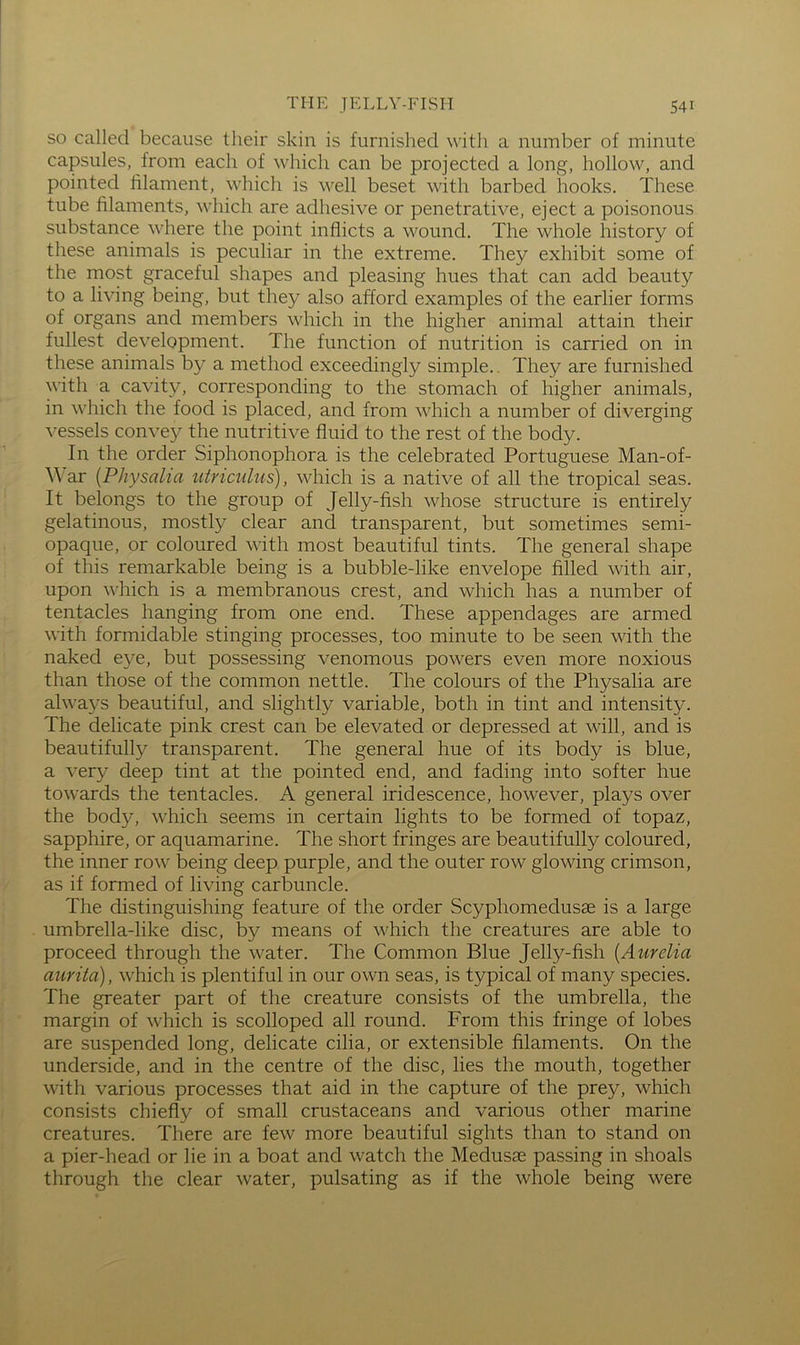 SO called because their skin is furnished with a number of minute capsules, from each of which can be projected a long, hollow, and pointed hlament, which is well beset with barbed hooks. These tube filaments, which are adhesive or penetrative, eject a poisonous substance where the point inflicts a wound. The whole history of these animals is peculiar in the extreme. They exhibit some of the most graceful shapes and pleasing hues that can add beauty to a living being, but they also afford examples of the earlier forms of organs and members which in the higher animal attain their fullest development. The function of nutrition is carried on in these animals by a method exceedingly simple.. They are furnished with a cavity, corresponding to the stomach of higher animals, in which the food is placed, and from which a number of diverging vessels convey the nutritive fluid to the rest of the body. In the order Siphonophora is the celebrated Portuguese Man-of- \\ ar {Physaha uiriculus), which is a native of all the tropical seas. It belongs to the group of Jelly-fish whose structure is entirely gelatinous, mostly clear and transparent, but sometimes semi- opaque, or coloured with most beautiful tints. The general shape of this remarkable being is a bubble-like envelope filled with air, upon which is a membranous crest, and which has a number of tentacles hanging from one end. These appendages are armed with formidable stinging processes, too minute to be seen with the naked eye, but possessing venomous powers even more noxious than those of the common nettle. The colours of the Physalia are always beautiful, and slightly variable, both in tint and intensity. The delicate pink crest can be elevated or depressed at will, and is beautifully transparent. The general hue of its body is blue, a very deep tint at the pointed end, and fading into softer hue towards the tentacles. A general iridescence, however, plays over the body, which seems in certain lights to be formed of topaz, sapphire, or aquamarine. The short fringes are beautifully coloured, the inner row being deep purple, and the outer row glowing crimson, as if formed of living carbuncle. The distinguishing feature of the order Scyphomedusae is a large umbrella-like disc, by means of which the creatures are able to proceed through the water. The Common Blue Jelly-fish {Aurelia aurita), which is plentiful in our own seas, is typical of many species. The greater part of the creature consists of the umbrella, the margin of which is scolloped all round. From this fringe of lobes are suspended long, delicate cilia, or extensible filaments. On the underside, and in the centre of the disc, lies the mouth, together with various processes that aid in the capture of the prey, which consists chiefly of small crustaceans and various other marine creatures. There are few more beautiful sights than to stand on a pier-head or lie in a boat and watch the Medusae passing in shoals through the clear water, pulsating as if the whole being were