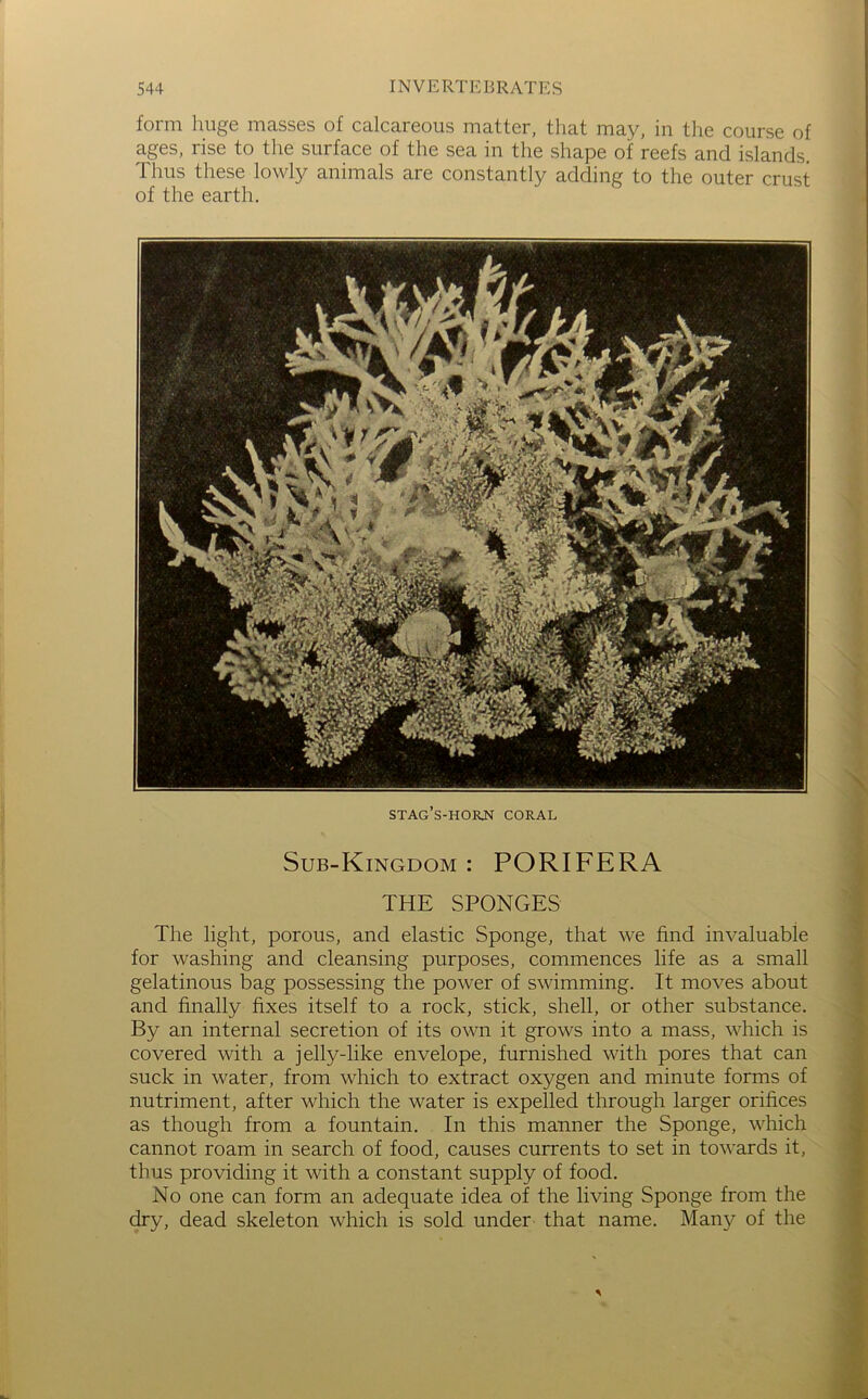 form huge masses of calcareous matter, that may, iu tlie course of ages, rise to the surface of the sea in the shape of reefs and islands. Thus these lowly animals are constantly adding to the outer crust of the earth. stag’s-horn coral Sub-Kingdom : PORIFERA THE SPONGES The light, porous, and elastic Sponge, that we find invaluable for washing and cleansing purposes, commences life as a small gelatinous bag possessing the power of swimming. It moves about and finally fixes itself to a rock, stick, shell, or other substance. By an internal secretion of its own it grows into a mass, which is covered with a jelly-like envelope, furnished with pores that can suck in water, from which to extract oxygen and minute forms of nutriment, after which the water is expelled through larger orifices as though from a fountain. In this manner the Sponge, which cannot roam in search of food, causes currents to set in towards it, thus providing it with a constant supply of food. No one can form an adequate idea of the living Sponge from the dry, dead skeleton which is sold under that name. Many of the