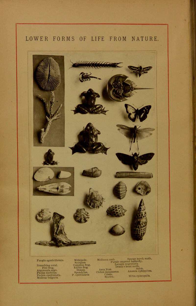 LOWER FORMS OF LIFE FROM NATURE. Fungia agarlciformis. branching coral. Fire frog. Argonauta argo. Pholas dactylus. Pecten opcrcularis. Malleus vulgaris. Millepede. Scorpion Common frog. Edible frog. Donnx. Spondylus. P. opercularis Mollucca crab. Spurge nawa morn. Purple emperor butterfly. Locusta mlgi'atoria Death’s head moth. Area Koic. Solon. Chiton squamosus. Anomia ephippium. Mactra. Mitra cpiseopalis.