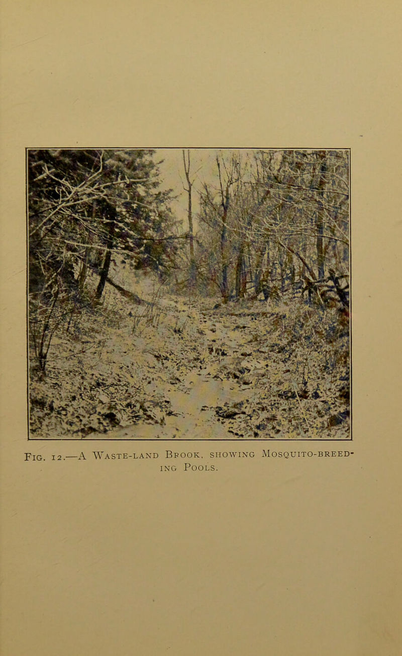 Fig. 12.—A Waste-land Bpook, showing Mosquito-breed iNG Pools.