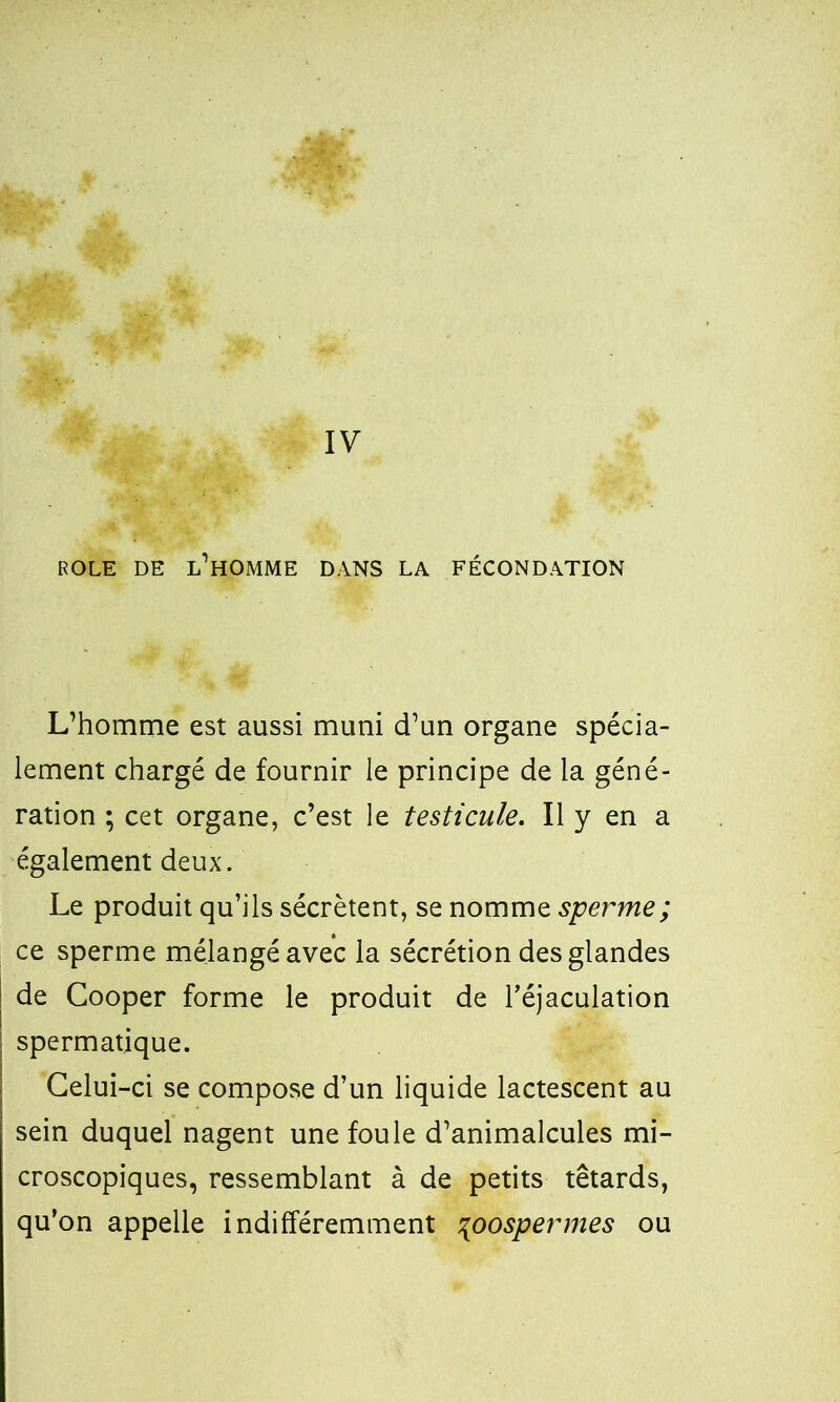 IV ROLE DE L’HOMME DANS LA FÉCONDATION L’homme est aussi muni d’un organe spécia- lement chargé de fournir le principe de la géné- ration ; cet organe, c’est le testicule. Il y en a également deux. Le produit qu’ils sécrètent, se nomme sperme; ce sperme mélangé avec la sécrétion des glandes de Cooper forme le produit de l’éjaculation spermatique. Celui-ci se compose d’un liquide lactescent au sein duquel nagent une foule d’animalcules mi- croscopiques, ressemblant à de petits têtards, qu’on appelle indifféremment %oospermes ou