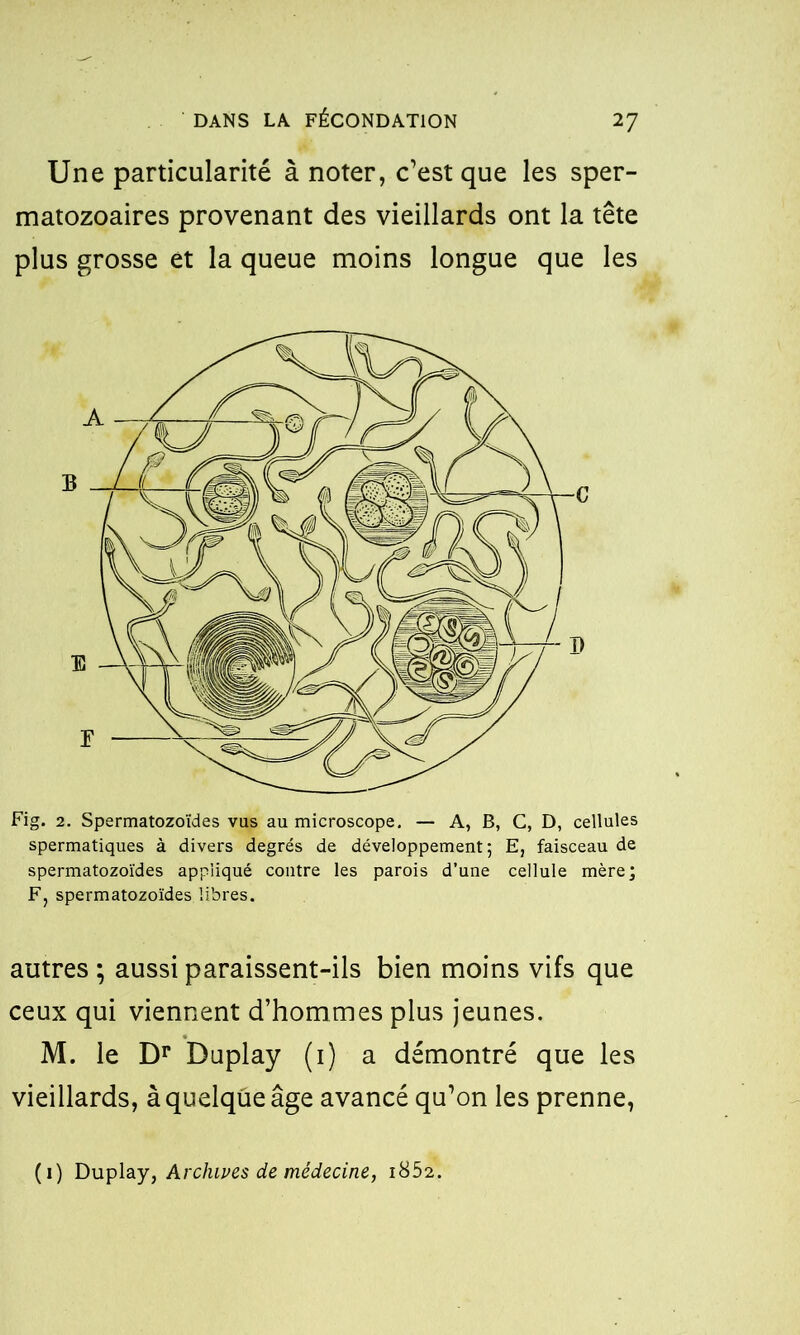 Une particularité à noter, c’est que les sper- matozoaires provenant des vieillards ont la tête plus grosse et la queue moins longue que les Fig. 2. Spermatozoïdes vus au microscope. — A, B, C, D, cellules spermatiques à divers degrés de développement; E, faisceau de spermatozoïdes appliqué contre les parois d’une cellule mère; F, spermatozoïdes libres. autres ; aussi paraissent-ils bien moins vifs que ceux qui viennent d’hommes plus jeunes. M. le Dr Duplay (i) a démontré que les vieillards, àquelqûeâge avancé qu’on les prenne, (i) Duplay, Archives de médecine, i852.