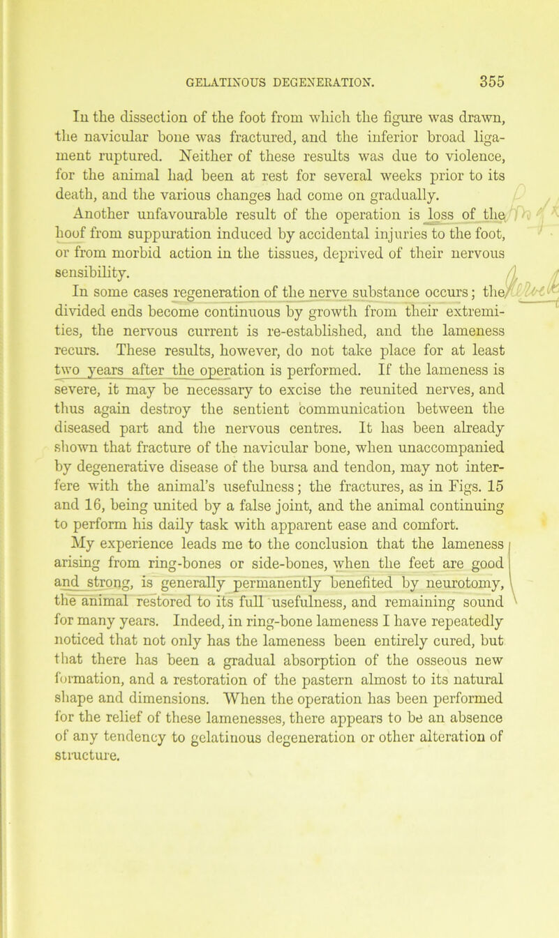 In the dissection of the foot from which the figure was drawn, the navicular hone was fractured, and the inferior broad liga- ment ruptured. Neither of these results was due to violence, for the animal had been at rest for several weeks prior to its death, and the various changes had come on gradually. Another unfavourable result of the operation is loss of the ) K ■' hoof from suppuration induced by accidental injuries to the foot, or from morbid action in the tissues, deprived of their nervous sensibility. In some cases regeneration of the nerve substance occurs; the, _ divided ends become continuous by growth from their extremi- ties, the nervous current is re-established, and the lameness recurs. These results, however, do not take place for at least two years after the operation is performed. If the lameness is severe, it may be necessary to excise the reunited nerves, and thus again destroy the sentient communication between the diseased part and the nervous centres. It has been already shown that fracture of the navicular bone, when unaccompanied by degenerative disease of the bursa and tendon, may not inter- fere with the animal’s usefulness; the fractures, as in Figs. 15 and 16, being united by a false joint, and the animal continuing to perform his daily task with apparent ease and comfort. My experience leads me to the conclusion that the lameness arising from ring-bones or side-bones, when the feet are good and strong, is generally permanently benefited by neurotomy, the animal restored to its full usefulness, and remaining sound for many years. Indeed, in ring-bone lameness I have repeatedly noticed that not only has the lameness been entirely cured, but that there has been a gradual absorption of the osseous new formation, and a restoration of the pastern almost to its natural shape and dimensions. When the operation has been performed for the relief of these lamenesses, there appears to be an absence of any tendency to gelatinous degeneration or other alteration of structure.