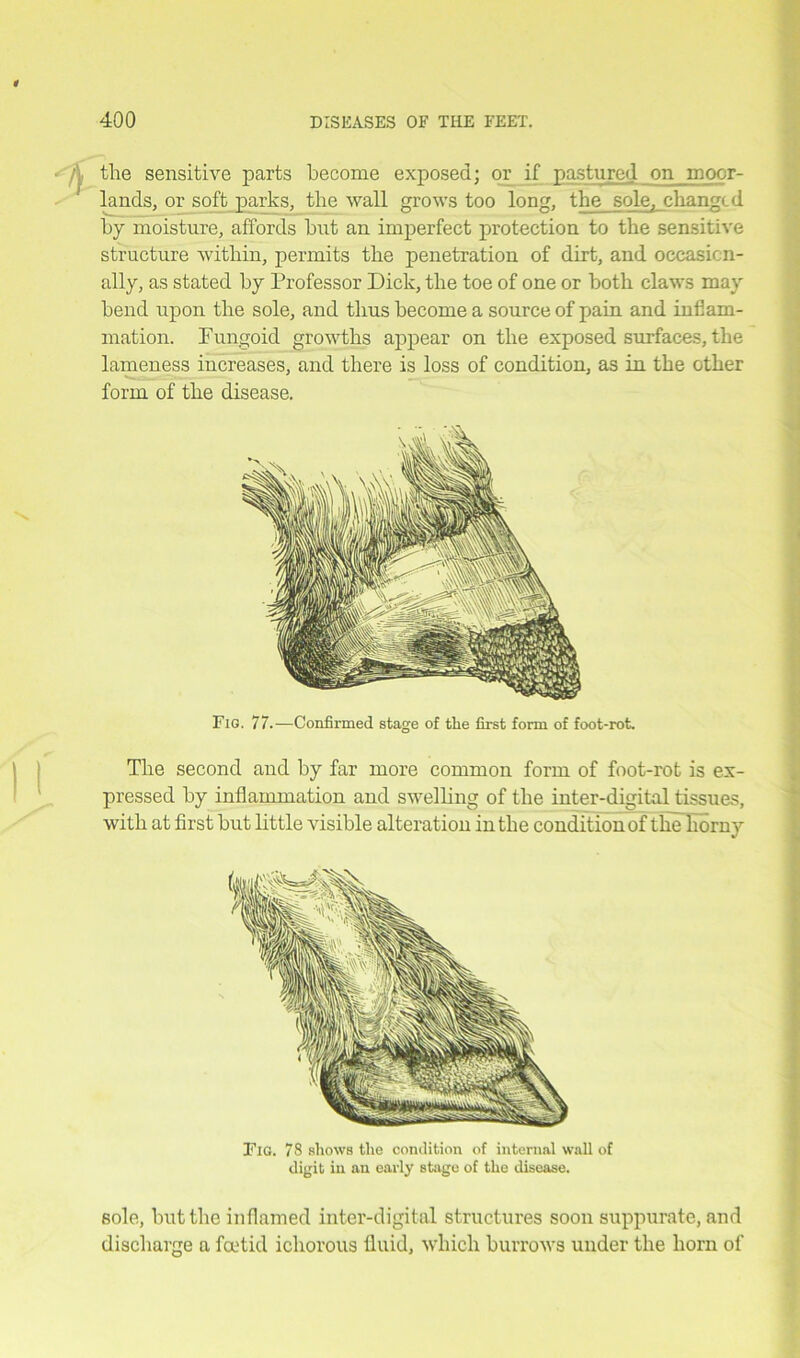 the sensitive parts become exposed; or if pastured on moor- lands, or soft parks, the wall grows too long, the sole, changed by moisture, affords but an imperfect protection to the sensitive structure within, permits the penetration of dirt, and occasion- ally, as stated by Professor Dick, the toe of one or both claws may bend upon the sole, and thus become a source of pain and iufiam- mation. Fungoid growths appear on the exposed surfaces, the lameness increases, and there is loss of condition, as in the other form of the disease. Fig. 77.—Confirmed stage of the first form of foot-rot. The second and by far more common form of foot-rot is ex- pressed by inflammation and swelling of the inter-digital tissues, with at first but little visible alteration in the condition of the horny Fig. 78 shows the condition of internal wall of digit in an early stage of the disease. sole, but the inflamed inter-digital structures soon suppurate, and discharge a foetid ichorous fluid, which burrows under the horn of