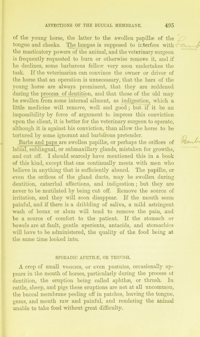 of the young horse, the latter to the swollen papillae of the tongue and cheeks. The lainpas is supposed to interfere with the masticatory powers of the animal, and the veterinary surgeon is frequently requested to burn or otherwise remove it, and if he declines, some barbarous fellow very soon undertakes the task. If the veterinarian can convince the owner or driver of the horse that an operation is unnecessary, that the bars of the young horse are always prominent, that they are reddened during the process of dentition, and that those of the old may be swollen from some internal ailment, as indigestion, which a little medicine will remove, well and good; but if it be an impossibility by force of argument to impress this conviction upon the client, it is better for the veterinary surgeon to operate, although it is against his conviction, than allow the horse to be tortured by some ignorant and barbarous pretender. Barbs and paps are swollen papillae, or perhaps the orifices of labial, sublingual, or submaxillarv glands, mistaken for growths, and cut off. I should scarcely have mentioned this in a book of this kind, except that one continually meets with men who believe in anything that is sufficiently absurd. The papillae, or even the orifices of the gland ducts, may be swollen during dentition, catarrhal affections, and indigestion ; but they are never to be mutilated by being cut off. Bemove the source of irritation, and they will soon disappear. If the mouth seem painful, and if there is a dribbling of saliva, a mild astringent wash of borax or alum will tend to remove the pain, and be a source of comfort to the patient. If the stomach or bowels are at fault, gentle aperients, antacids, and stomachics will have to be administered, the quality of the food being at the same time looked into. SrORADIC AFIITHiE, OR THRUSH. A crop of small vesicles, ur even pustules, occasionally ap- pears in the mouth of horses, particularly during the process of dentition, the eruption being called aphthae, or thrush. In cattle, sheep, and pigs these eruptions are not at all uncommon, the buccal membrane peeling off in patches, leaving the tongue, gums, and mouth raw and painful, and rendering the animal unable to take food without great difficulty.