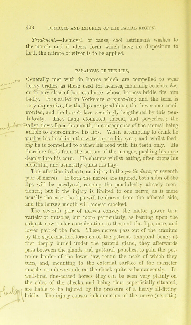 Treatment.—Eemoval of cause, cool astringent washes to the mouth, and if ulcers form which have no disposition to heal, the nitrate of silver is to he applied. PARALYSIS OF TnE LIPS, . Generally met with in horses which are compelled to wear heavy bridles, as those used for hearses, mourning coaches, &c., or~m~any class of lmrness-horse whose harness-bridle fits him badly. It is called in Yorkshire dropped-lip ; and the term is very expressive, for the lips are pendulous, the lower one semi- everted, and the horse’s face seemingly lengthened by this pen- dulosity. They hang elongated, flaccid, and powerless; the ' v Saliva flows from the mouth, in consequence of the animal being unable to approximate his lips. When attempting to drink he pushes his head into the water up to his eyes; and whilst feed- ing he is compelled to gather his food with liis teeth only. He therefore feeds from the bottom of the manger, pushing his nose deeply into his corn. He champs whilst eating, often drops his mouthful, and generally quids his hay. This affection is due to an injury to the portio dura, or seventh pair of nerves. If both the nerves are injured, Toth sides of the lips will be paralysed, causing the peudulosity already men- tioned; but if the injury is limited to one nerve, as is more usually the case, the lips will 1 ie drawn from the affected side, and the horse’s mouth will appear crooked. The seventh pair of nerves convey the motor power to a variety of muscles, but more particularly, as bearing upon the subject now under consideration, to those of the lips, nose, and lower part of the face. Tliese nerves pass out of the cranium by the stylo-mastoid foramen of the petrous temporal bone; at first deeply buried under the parotid gland, they afterwards pass between the glands and guttural pouches, to gain the pos- terior border of the lower jaw, round the neck of which they turn, and, mounting to the external surface of the masseter muscle, run downwards on the cheek quite subcutaneously. In well-bred fine-coated horses they can be seen very plainly on the sides of the cheeks, and being thus superficially situated, f.j » are liable to be injured by the pressure of a heavy ill-fitting bridle. The injury causes inflammation of the nerve (neuritis)