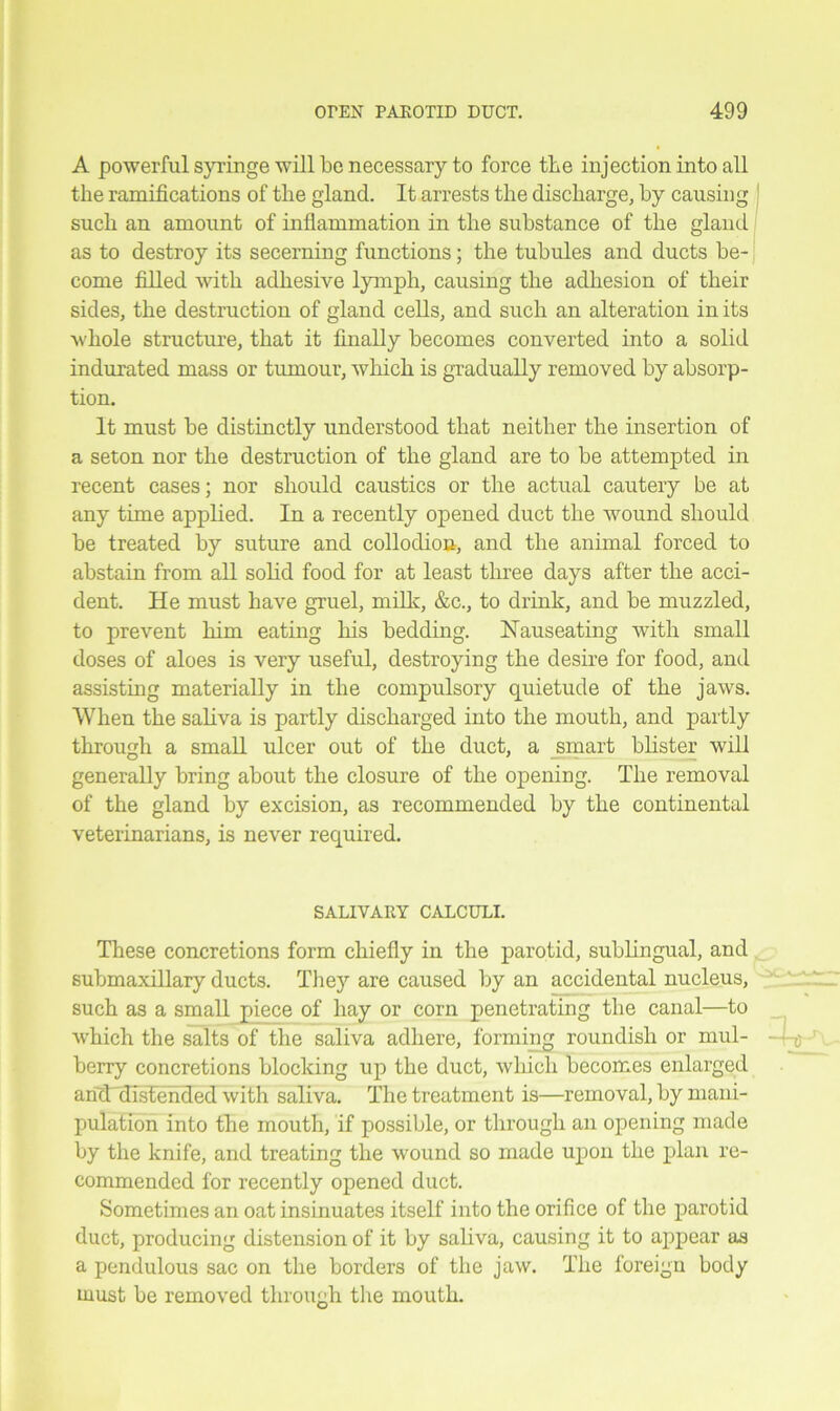 A powerful syringe will be necessary to force the injection into all the ramifications of the gland. It arrests the discharge, by causing such an amount of inflammation in the substance of the gland as to destroy its secerning functions; the tubules and ducts be- come filled with adhesive lymph, causing the adhesion of their sides, the destruction of gland cells, and such an alteration in its whole structure, that it finally becomes converted into a solid indurated mass or tumour, which is gradually removed by absorp- tion. It must be distinctly understood that neither the insertion of a seton nor the destruction of the gland are to be attempted in recent cases; nor should caustics or the actual cautery be at any time applied. In a recently opened duct the wound should be treated by suture and collodion, and the animal forced to abstain from all solid food for at least three days after the acci- dent. He must have gruel, milk, &c., to drink, and be muzzled, to prevent him eating his bedding. Nauseating with small doses of aloes is very useful, destroying the desire for food, and assisting materially in the compulsory quietude of the jaws. When the saliva is partly discharged into the mouth, and partly through a small ulcer out of the duct, a smart blister will generally bring about the closure of the opening. The removal of the gland by excision, as recommended by the continental veterinarians, is never required. SALIVARY CALCULI. These concretions form chiefly in the parotid, sublingual, and submaxillary ducts. They are caused by an accidental nucleus, such as a small piece of hay or corn penetrating the canal—to which the salts of the saliva adhere, forming roundish or mul- berry concretions blocking up the duct, which becomes enlarged anti distended with saliva. The treatment is—removal, by mani- pulation into the mouth, if possible, or through an opening made by the knife, and treating the wound so made upon the plan re- commended for recently opened duct. Sometimes an oat insinuates itself into the orifice of the parotid duct, producing distension of it by saliva, causing it to appear as a pendulous sac on the borders of the jaw. The foreign body must be removed through the mouth.