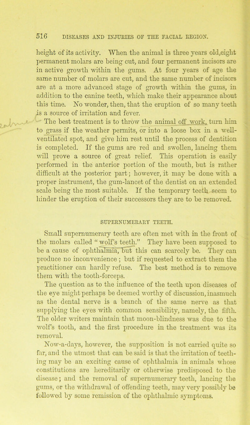 height of its activity. When the animal is three years old,eight permanent molars are being cut, and four permanent incisors are in active growth within the gums. At four years of age the same number of molars are cut, and the same number of incisors are at a more advanced stage of growth within the gums, in addition to the canine teeth, which make their appearance about this tune. Xo wonder, then, that the eruption of so many teeth is a source of irritation and fever. The best treatment is to throw the animal off work, turn him to grass if the weather permits, or into a loose box in a well- ventilated spot, and give him rest until the process of dentition is completed. If the gums are red and swollen, lancing them will prove a source of great relief. This operation is easily performed in the anterior portion of the mouth, but is rather difficult at the posterior part; however, it may be done with a proper instrument, the gum-lancet of the dentist on an extended scale being the most suitable. If the temporary teeth -seem to hinder the eruption of their successors they are to be removed. SUPERNUMERARY TEETn. Small supernumerary teeth are often met with in the front of the molars called “ wolf’s teeth.” They have been supposed to be a cause of ophthalmia, but this can scarcely be. They can produce no inconvenience ; but if requested to extract them the practitioner can hardly refuse. The best method is to remove them with the tooth-forceps. The question as to the influence of the teeth upon diseases of the eye might perhaps be deemed worthy of discussion, inasmuch as the dental nerve is a branch of the same nerve as that supplying the eyes with common sensibility, namely, the fifth. The older writers maintain that moon-blindness was due to the wolf’s tooth, and the first procedure in the treatment was its removal. Xow-a-days, however, the supposition is not carried quite so far, and the utmost that can be said is that the irritation of teeth- ing may be an exciting cause of ophthalmia in animals whose constitutions are hereditarily or otherwise predisposed to the disease; and the removal of supernumerary teeth, lancing the gums, or the withdrawal of offending teeth, may very possibly be followed by some remission of the ophthalmic symptoms.