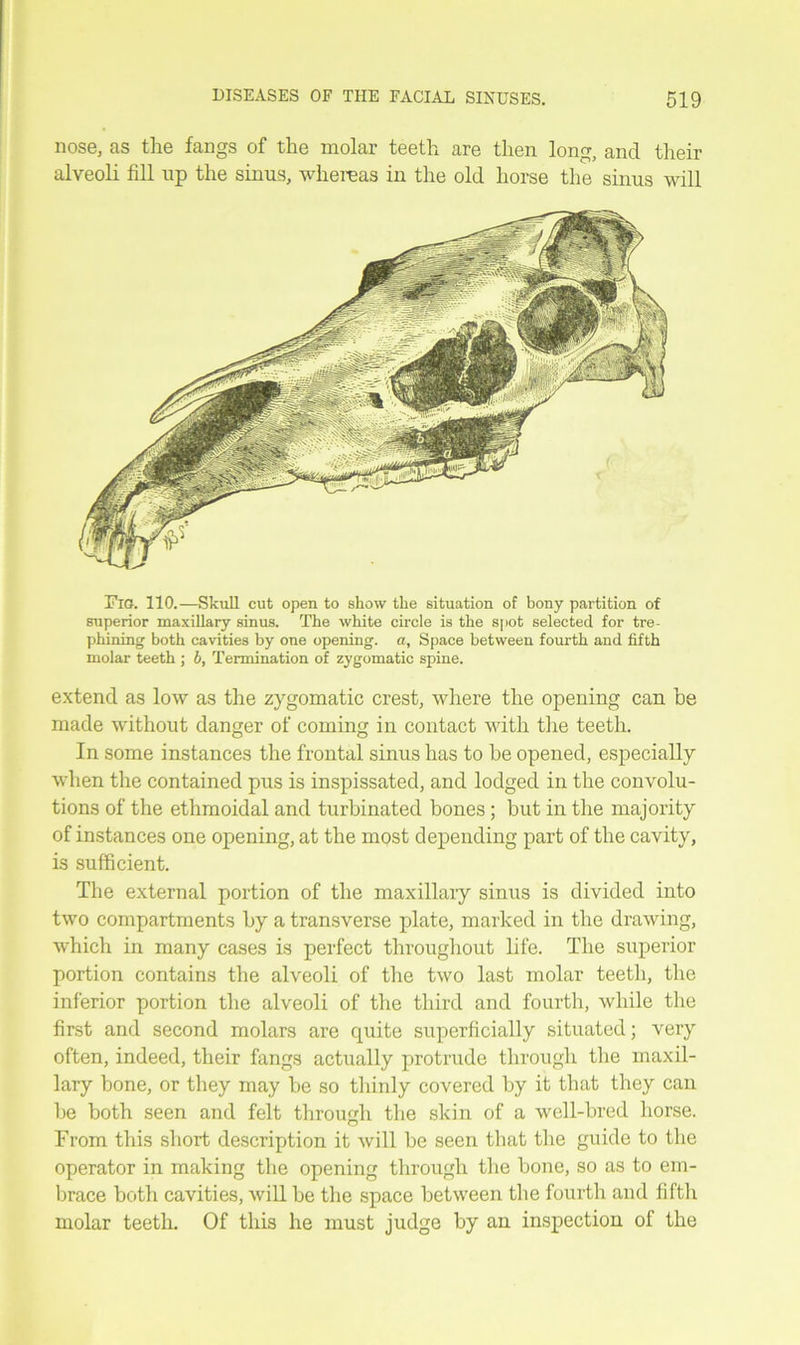 nose, as the fangs of the molar teeth are then long, and their alveoli fill np the sinus, whereas in the old horse the sinus will Fig. 110.—Skull cut open to show the situation of bony partition of superior maxillary sinus. The white circle is the spot selected for tre- phining both cavities by one opening, a, Space between fourth and fifth molar teeth ; b, Termination of zygomatic spine. extend as low as the zygomatic crest, where the opening can be made without danger of coming in contact with the teeth. In some instances the frontal sinus has to he opened, especially when the contained pus is inspissated, and lodged in the convolu- tions of the ethmoidal and turbinated bones; but in the majority of instances one opening, at the most depending part of the cavity, is sufficient. The external portion of the maxillary sinus is divided into two compartments by a transverse plate, marked in the drawing, which in many cases is perfect throughout life. The superior portion contains the alveoli of the two last molar teeth, the inferior portion the alveoli of the third and fourth, while the first and second molars are quite superficially situated; very often, indeed, their fangs actually protrude through the maxil- lary bone, or they may be so thinly covered by it that they can be both seen and felt through the skin of a well-bred horse. From this short description it will be seen that the guide to the operator in making the opening through the bone, so as to em- brace both cavities, will be the space between the fourth and fifth molar teeth. Of this he must judge by an inspection of the