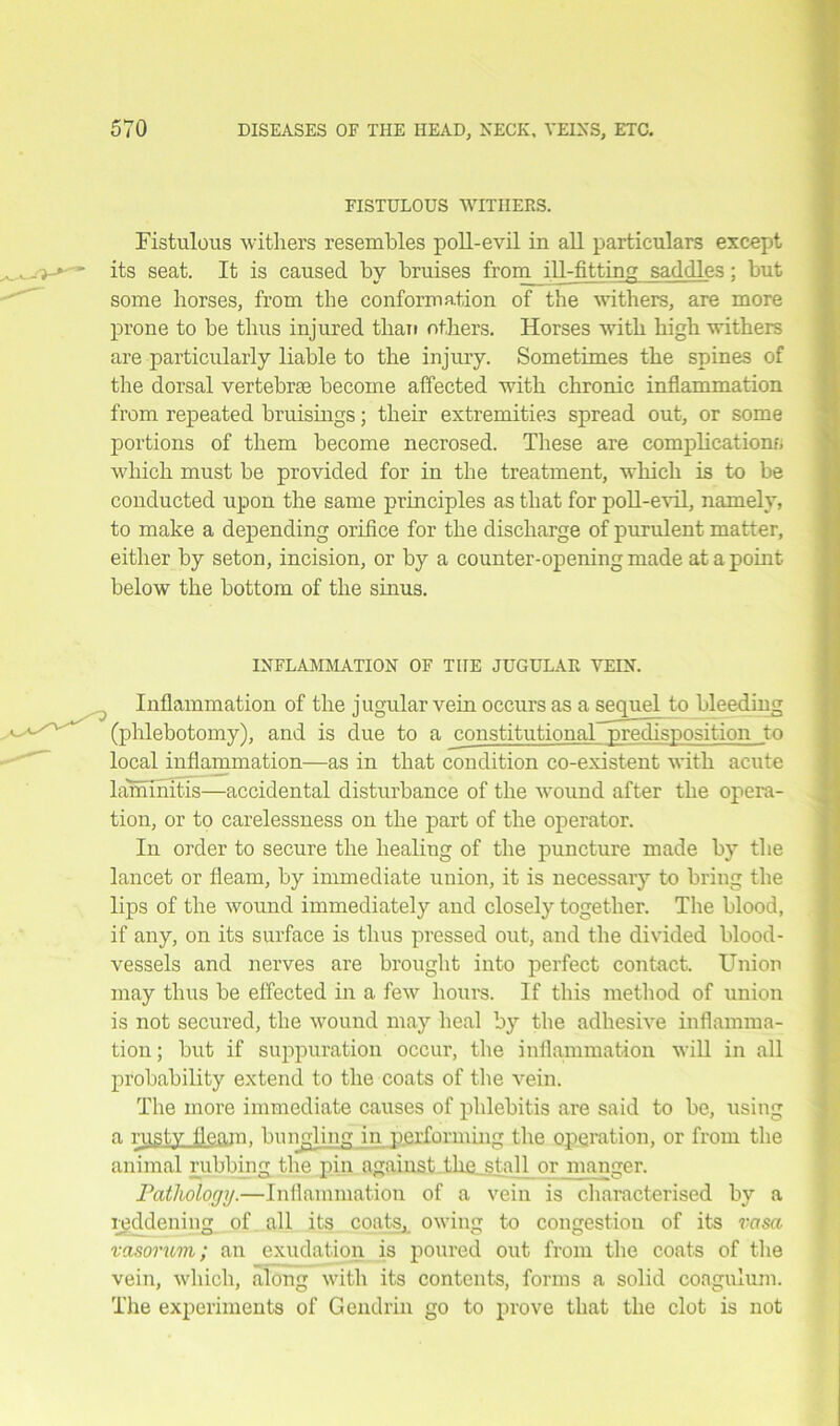 FISTULOUS WITHERS. Fistulous withers resembles poll-evil in all particulars except its seat. It is caused by bruises from ill-fitting saddles; but some horses, from the conformation of the withers, are more prone to be thus injured than others. Horses with high withers are particularly liable to the injury. Sometimes the spines of the dorsal vertebrae become affected with chronic inflammation from repeated bruisings; their extremities spread out, or some portions of them become necrosed. These are complications which must be provided for in the treatment, which is to be conducted upon the same principles as that for poll-evil, namely, to make a depending orifice for the discharge of purulent matter, either by seton, incision, or by a counter-opening made at a point below the bottom of the sinus. INFLAMMATION OF THE JUGULAR VEEN. Inflammation of the jugular vein occurs as a sequel to bleeding (phlebotomy), and is due to a constitutional predisposition to local inflammation—as in that condition co-existent with acute lammitis—accidental disturbance of the wound after the opera- tion, or to carelessness on the part of the operator. In order to secure the healing of the puncture made by the lancet or fleam, by immediate union, it is necessary to bring the lips of the wound immediately and closely together. The blood, if any, on its surface is thus pressed out, and the divided blood- vessels and nerves are brought into perfect contact. Union may thus be effected in a few hours. If this method of union is not secured, the wound may heal by the adhesive inflamma- tion ; but if suppuration occur, the inflammation will in all probability extend to the coats of the vein. The more immediate causes of phlebitis are said to be, using a rustv fleam, bungling in performing the operation, or from the animal rubbing the pin against the stall or manger. Pathology.—Inflammation of a vein is characterised by a reddening of all its coats, owing to congestion of its rasa vasorum; an exudation is poured out from the coats of the vein, which, along with its contents, forms a solid coaguium. The experiments of Gendlin go to prove that the clot is not