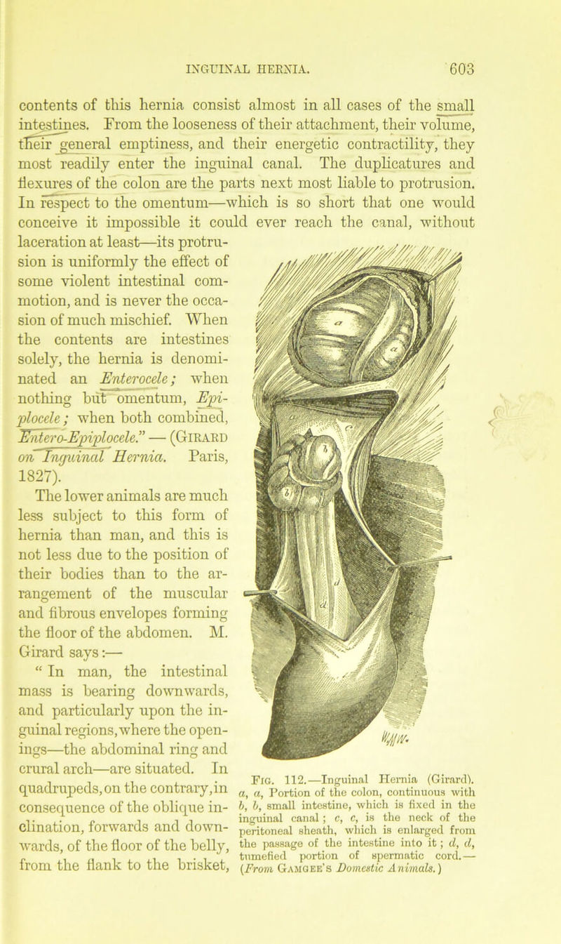 contents of this hernia consist almost in all cases of the small intestines. From the looseness of their attachment, their volume, their~general emptiness, ancl their energetic contractility, they most readily enter the inguinal canal. The duplicatures and flexures of the colon are the parts next most liable to protrusion. In respect to the omentum—which is so short that one would conceive it impossible it could ever reach the canal, without laceration at least—its protru- sion is uniformly the effect of some violent intestinal com- motion, and is never the occa- sion of much mischief. When the contents are intestines solely, the hernia is denomi- nated an Enterocele; when nothing but omentum, Epi- plocele ; when both combined, Entero-Epiplocele” — (Girard on Inquincd Hernia. Paris, 1827). The lower animals are much less subject to this form of hernia than man, and this is not less due to the position of their bodies than to the ar- rangement of the muscular and fibrous envelopes forming the floor of the abdomen. M. Girard says:— “In man, the intestinal mass is bearing downwards, and particularly upon the in- guinal regions, where the open- ings—the abdominal ring and crural arch—are situated. In quadrupeds, on the contrary,in consequence of the oblique in- clination, forwards and down- wards, of the floor of the belly, from the flank to the brisket, Fjg. 112.—Inguinal Hernia (Girard). a, a, Portion of the colon, continuous with b, b, small intestine, which is fixed in the inguinal canal; c, c, is the neck of the peritoneal sheath, which is enlarged from the passage of the intestine into it; d, d, tumefied portion of spermatic cord.— (From, Gamgee’s Domestic Animals.)