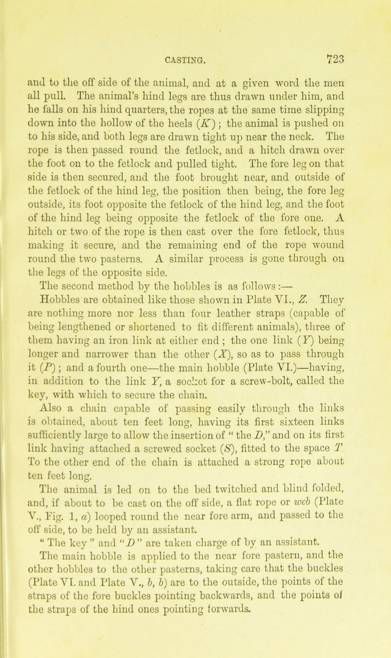 and to the off side of the animal, and at a given word the men all pull. The animal’s hind legs are thus drawn under him, and he falls on his hind quarters, the ropes at the same time slipping down into the hollow of the heels (K); the animal is pushed on to his side, and both legs are drawn tight up near the neck. The rope is then passed round the fetlock, and a hitch drawn over the foot on to the fetlock and pulled tight. The fore leg on that side is then secured, and the foot brought near, and outside of the fetlock of the hind leg, the position then being, the fore leg outside, its foot opposite the fetlock of the hind leg, and the foot of the hind leg being opposite the fetlock of the fore one. A hitch or two of the rope is then cast over the fore fetlock, thus making it secure, and the remaining end of the rope wound roimd the two pasterns. A similar process is gone through on the legs of the opposite side. The second method by the hobbles is as follows:— Hobbles are obtained like those shown in Plate VI., Z. They are nothing more nor less than four leather straps (capable of being lengthened or shortened to fit different animals), three of them having an iron link at either end ; the one link (F) being longer and narrower than the other (A), so as to pass through it (P); and a fourth one—the main hobble (Plate VI.)—having, in addition to the link F, a socket for a screw-bolt, called the key, with which to secure the chain. Also a chain capable of passing easily through the links is obtained, about ten feet long, having its first sixteen links sufficiently large to allow the insertion of “ the D” and on its first link having attached a screwed socket (S), fitted to the space T To the other end of the chain is attached a strong rope about ten feet long. The animal is led on to the bed twitched and blind folded, and, if about to be cast on the off side, a fiat rope or web (Plate V., Fig. 1, a) looped round the near fore arm, and passed to the off side, to be held by an assistant. “ The key ” and “Z>” are taken charge of by an assistant. The main hobble is applied to the near fore pastern, and the other hobbles to the other pasterns, taking care that the buckles (Plate VI. and Plate V., b, b) are to the outside, the points of the straps of the fore buckles pointing backwards, and the points of the straps of the hind ones pointing forwards.