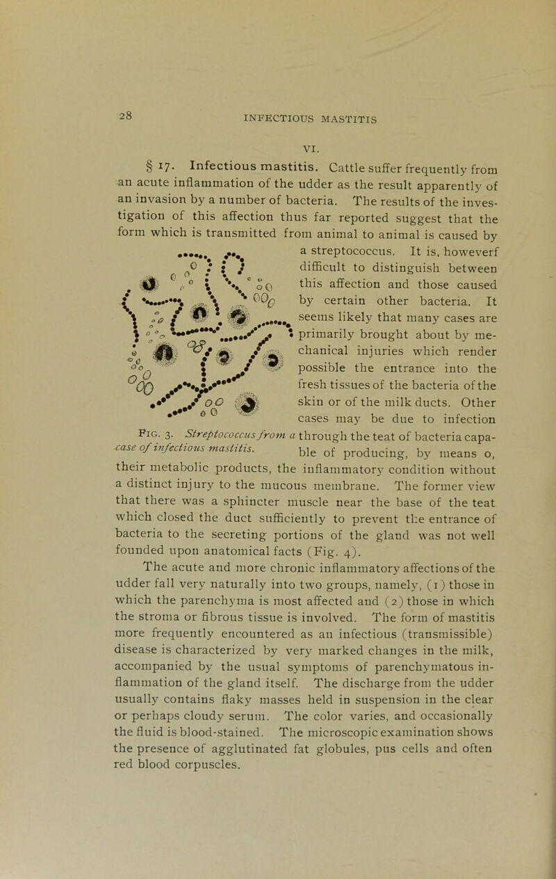 VI. §17. Infectious mastitis. Cattle suffer frequently from an acute inflammation of the udder as the result apparently of an invasion by a number of bacteria. The results of the inves- tigation of this affection thus far reported suggest that the form which is transmitted from animal to animal is caused by a streptococcus. It is, howeverf difficult to distinguish between this affection and those caused by certain other bacteria. It seems likely that many cases are primarily brought about by me- chanical injuries which render possible the entrance into the °00 fresh tissues of the bacteria of the oO 1 ■ skin or of the milk ducts. Other a 0 . cases may be due to infection Pig. 3. Streptococcus from a through the teat of bacteria capa- case of infectious mastitis. ble of producing, by means o, their metabolic products, the inflammatory condition without a distinct injur}' to the mucous membrane. The former view that there was a sphincter muscle near the base of the teat which closed the duct sufficiently to prevent the entrance of bacteria to the secreting portions of the gland was not well founded upon anatomical facts (Fig. 4). The acute and more chronic inflammatory affections of the udder fall very naturally into two groups, namely, (1) those in which the parenchyma is most affected and (2) those in which the stroma or fibrous tissue is involved. The form of mastitis more frequently encountered as an infectious (transmissible) disease is characterized by very marked changes in the milk, accompanied by the usual symptoms of parenchymatous in- flammation of the gland itself. The discharge from the udder usually contains flaky masses held in suspension in the clear or perhaps cloudy serum. The color varies, and occasionally the fluid is blood-stained. The microscopic examination shows the presence of agglutinated fat globules, pus cells and often red blood corpuscles. 0 .* \ *;• \ :* ( $ OQ , m\ ,^*»*.* •• ♦ oQ .*-•••• /m