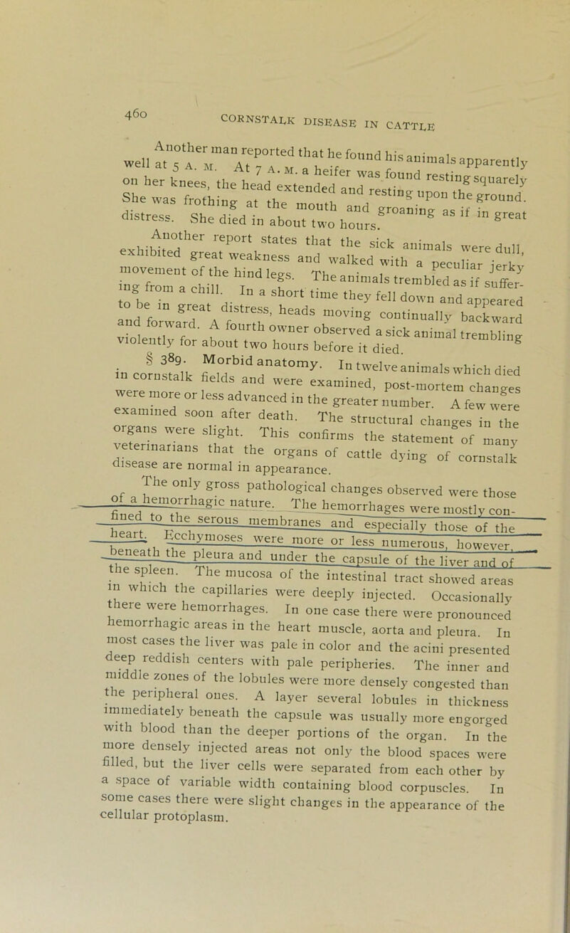 well TsTTmVTu at' te f°,U,d hiSaui'”»Is apparent ly distress. She /ed in ™ *™‘ exbibtd'’;^ movement of the hind 1eo-« mi • , p Ullar Jerky ino from . chi T ,ef ’ The ammals trembled as if snffer- . 3 Chl1'- . lD a short time they fell down and appeared and fortattr'A fo'tr h“dS m°ViDg comini'all>' backward violet .!, f t °W“er °bserved a sick animal trembling o ently for about two hours before it died in cornstalk |M,°,rbid ^'o^- In twelve animals which died n cornstalk fields and were examined, post-mortem changes re more or less advanced in the greater number. A few were examined soon after death. The structural changes 7n the organs were slight. This confirms the statement of many veterinarians that the organs of cattle dying of corns,alk disease are normal in appearance. The only gross pathological changes observed were those fe^fagl-C natUre’ Th?J^orrhages were mostly con- 'erous especially those of the heart ^cchymoses werT^T^Tnumerous, however. -~-gH£ijhlhe pleura and under the capsule of the liver and nf tie spleen The mucosa of the intestinal tract showed areas n which the capillaries were deeply injected. Occasionally here were hemorrhages. In one case there were pronounced hemorrhagic areas in the heart muscle, aorta and pleura In most cases the liver was pale in color and the acini presented deep reddish centers with pale peripheries. The inner and middle zones of the lobules were more densely congested than t ie peripheral ones. A layer several lobules in thickness immediately beneath the capsule was usually more en^orc-ed with blood than the deeper portions of the organ. In the more densely injected areas not only the blood spaces were filled, but the liver cells were separated from each other by a space of variable width containing blood corpuscles. In some cases there were slight changes in the appearance of the cellular protoplasm.