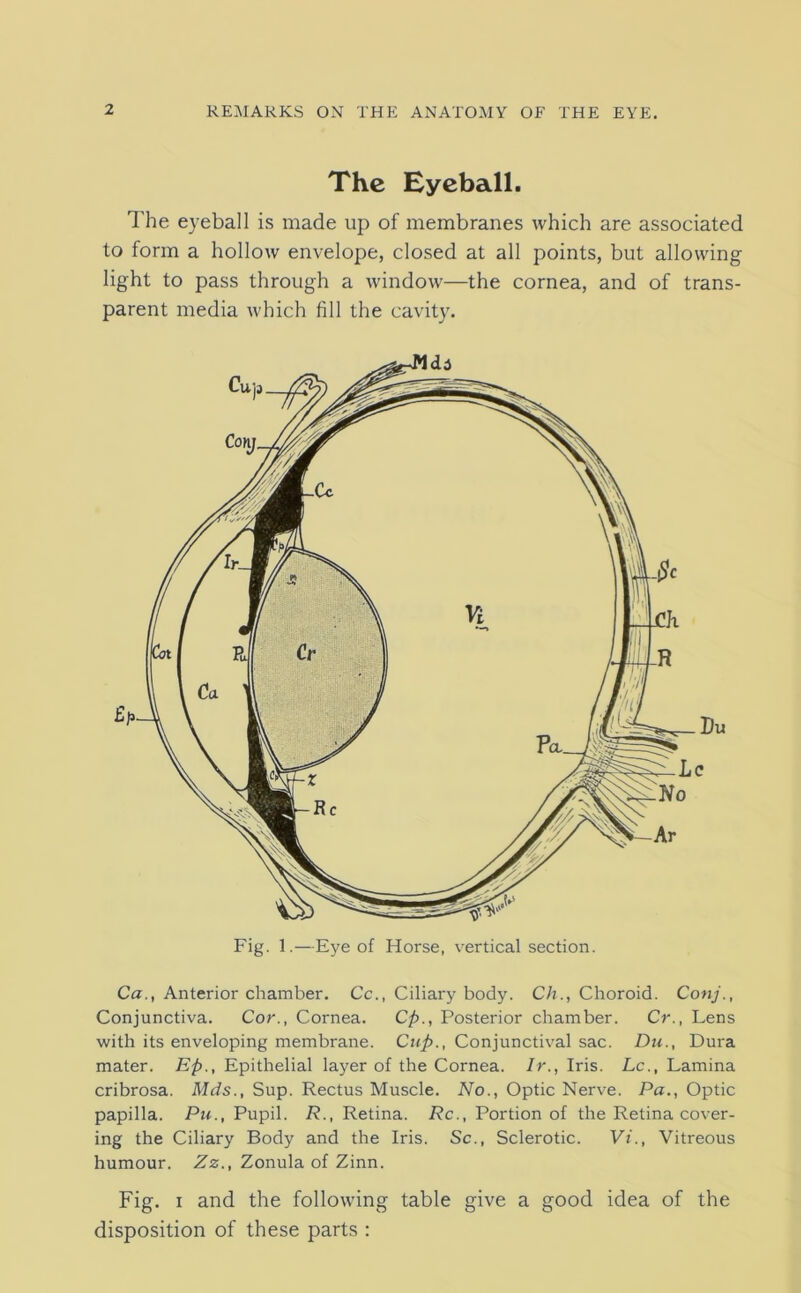 The Eyeball. The eyeball is made up of membranes which are associated to form a hollow envelope, closed at all points, but allowing light to pass through a window—the cornea, and of trans- parent media which fill the cavity. Fig. 1.—Eye of Horse, vertical section. Ca., Anterior chamber. Cc., Ciliary body. Ch., Choroid. Conj., Conjunctiva. Cor., Cornea. Cp., Posterior chamber. Cr., Lens with its enveloping membrane. Cup., Conjunctival sac. Du., Dura mater. Ep., Epithelial layer of the Cornea. Ir., Iris. Lc., Lamina cribrosa. Mds., Sup. Rectus Muscle. No., Optic Nerve. Pa., Optic papilla. Pu., Pupil. R., Retina. Rc., Portion of the Retina cover- ing the Ciliary Body and the Iris. Sc., Sclerotic. Vi., Vitreous humour. Zz., Zonula of Zinn. Fig. i and the following table give a good idea of the disposition of these parts :