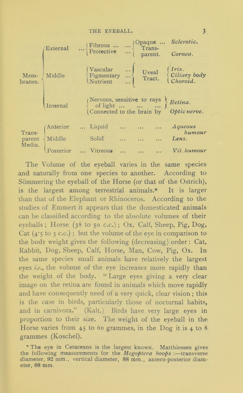 /External Mem- branes. Middle (Fibrous ... | Protective | Vascular - Pigmentary lNutrient (Opaque ... Trans- ( parent. ' f Uveal ‘ 1 Tract. Sclerotic. Cornea. ( Iris. -j Ciliary body [ Choroid. I Nervous, sensitive to rays ) Internal J of light ... j Retlna' (Connected to the brain by Optic nerve. (Anterior ... Liquid Trans- parent - Middle Solid Media. .Posterior ... Vitreous Aqueous humour Lens. Vit. humour The Volume of the eyeball varies in the same species and naturally from one species to another. According to Sommering the eyeball of the Horse (or that of the Ostrich), is the largest among terrestrial animals* It is larger than that of the Elephant or Rhinoceros. According to the studies of Emmert it appears that the domesticated animals can be classified according to the absolute volumes of their eyeballs ; Horse (38 to 50 c.c.); Ox, Calf, Sheep, Pig, Dog, Cat (4'5 to 5 c.c.) ; but the volume of the eye in comparison to the body weight gives the following (decreasing) order : Cat, Rabbit, Dog, Sheep, Calf, Horse, Man, Cow, Pig, Ox. In the same species small animals have relatively the largest eyes i.e., the volume of the eye increases more rapidly than the weight of the body. “ Large eyes giving a very clear image on the retina are found in animals which move rapidly and have consequently need of a very quick, clear vision ; this is the case in birds, particularly those of nocturnal habits, and in carnivora.” (Kalt.) Birds have very large eyes in proportion to their size. The weight of the eyeball in the Horse varies from 45 to 60 grammes, in the Dog it is 4 to 8 grammes (Koschei). * The eye in Cetaceans is the largest known. Matthiessen gives the following measurements for the Megoptera hoops :—transverse diameter, 92 mm., vertical diameter, 88 mm., antero-posterior diam- eter, 68 mm.