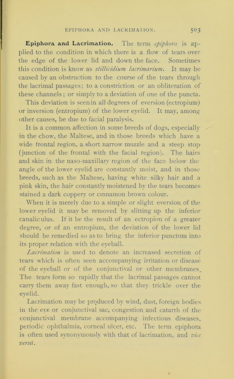 Epiphora and Lacrimation. The term epiphora is ap- plied to the condition in which there is a flow of tears over the edge of the lower lid and down the face. Sometimes this condition is know as stillicidium lacrimarium. It may be caused by an obstruction to the course of the tears through the lacrimal passages; to a constriction or an obliteration of these channels ; or simply to a deviation of one of the puncta. This deviation is seen in all degrees of eversion (ectropium) or inversion (entropium) of the lower eyelid. It may, among other causes, be due to facial paralysis. It is a common affection in some breeds of dogs, especially in the chow, the Maltese, and in those breeds which have a wide frontal region, a short narrow muzzle and a steep stop (junction of the frontal with the facial region). The hairs and skin in the naso-maxillary region of the face below the angle of the lower eyelid are constantly moist, and in those breeds, such as the Maltese, having white silky hair and a pink skin, the hair constantly moistened by the tears becomes stained a dark coppery or cinnamon brown colour. When it is merely due to a simple or slight eversion of the lower eyelid it may be removed by slitting up the inferior canaliculus. If it be the result of an ectropion of a greater degree, or of an entropium, the deviation of the lower lid should be remedied so as to bring the inferior punctum into- its proper relation with the eyeball. Lacrimation is used to denote an increased secretion of tears which is often seen accompanying irritation or disease of the eyeball or of the conjunctival or other membranes. The tears form so rapidly that the lacrimal passages cannot carry them away fast enough, so that they trickle over the evelid. J Lacrimation may be produced by wind, dust, foreign bodies in the eye or conjunctival sac, congestion and catarrh of the conjunctival membrane accompanying infectious diseases, periodic ophthalmia, corneal ulcer, etc. The term epiphora is often used synonymously with that of lacrimation, and vice versa.