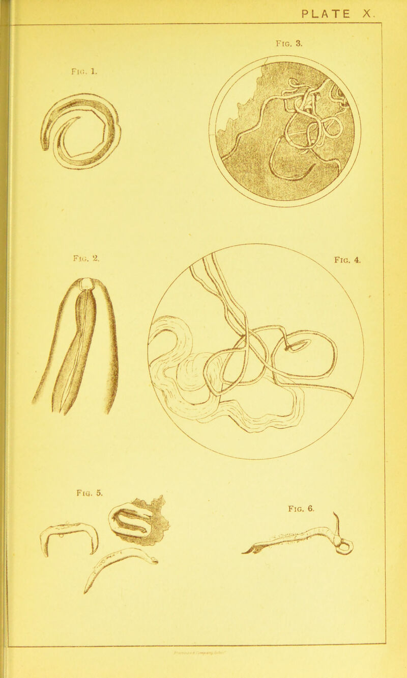 Fig. 1. Fig. 2 PLATE X. Fig. 4. Fig. 3.
