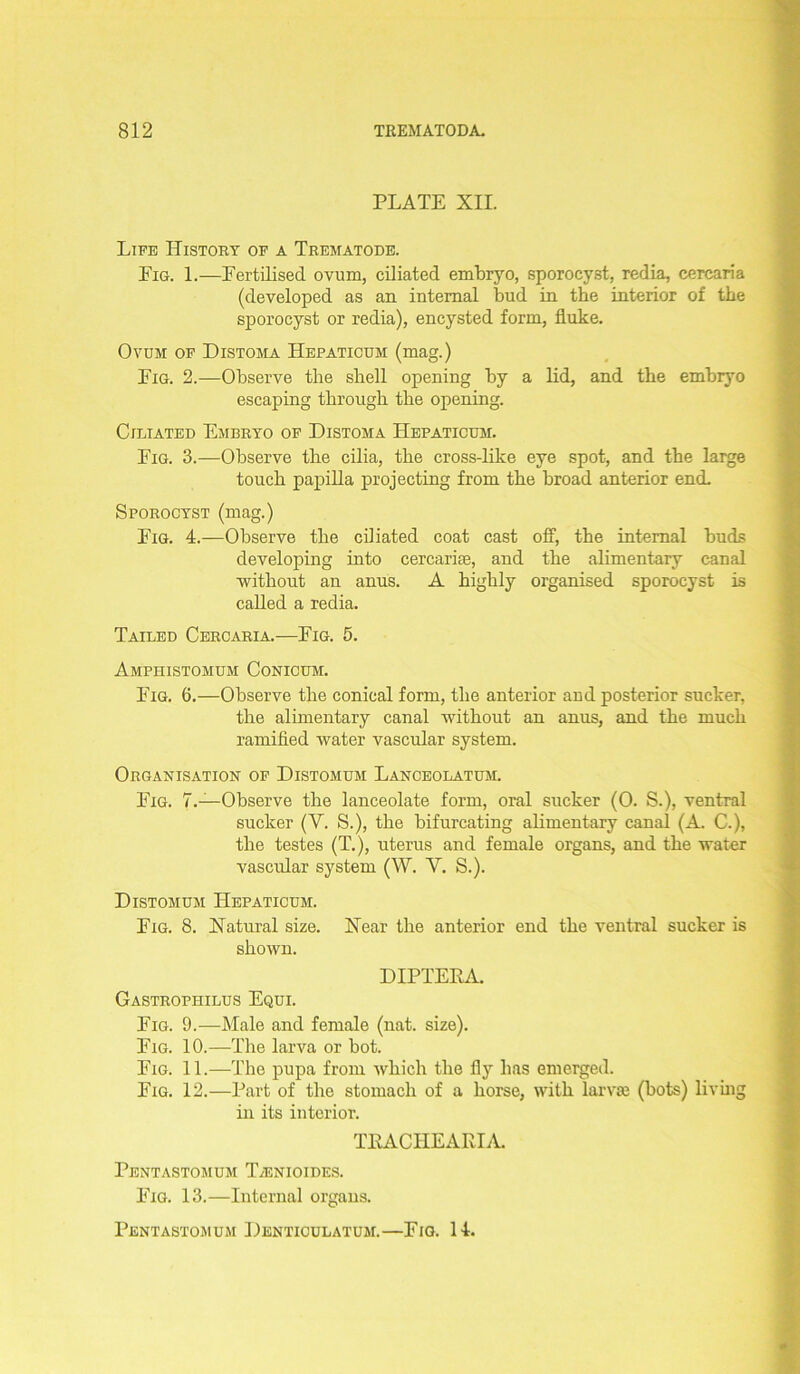 PLATE XII. Life History of a Trematode. Fig. 1.—Fertilised ovum, ciliated embryo, sporocyst, redia, cercaria (developed as an internal bud in the interior of the sporocyst or redia), encysted form, fluke. Ovum of Distoma Hepaticum (mag.) Fig. 2.—Observe the shell opening by a lid, and the embryo escaping through the opening. Ciliated Embryo of Distoma Hepaticum. Fig. 3.—Observe the cilia, the cross-like eye spot, and the large touch papilla projecting from the broad anterior end. Sporocyst (mag.) Fig. 4.—Observe the ciliated coat cast off, the internal buds developing into cercarise, and the alimentary canal without an anus. A highly organised sporocyst is called a redia. Tailed Cercaria.—Fig. 5. Amphistomum Conicum. Fig. 6.—Observe the conical form, the anterior aud posterior sucker, the alimentary canal without an anus, and the much ramified water vascular system. Organisation of Distomum Lanceolatum. Fig. 7.—Observe the lanceolate form, oral sucker (0. S.), ventral sucker (V. S.), the bifurcating alimentary canal (A. C.), the testes (T.), uterus and female organs, and the water vascular system (W. Y. S.). Distomum Hepaticum. Fig. 8. Natural size. Near the anterior end the ventral sucker is shown. DIPTFEA. Gastrophilus Equi. Fig. 9.—Male and female (nat. size). Fig. 10.—The larva or bot. Fig. 11.—The pupa from which the fly has emerged. Fig. 12.—Part of the stomach of a horse, with larvae (bots) living in its interior. TKACHEARIA. Pentastomum T/ENIOIDES. Fig. 13.—Internal organs. Pentastomum Denticulatum.—Fig. 14.
