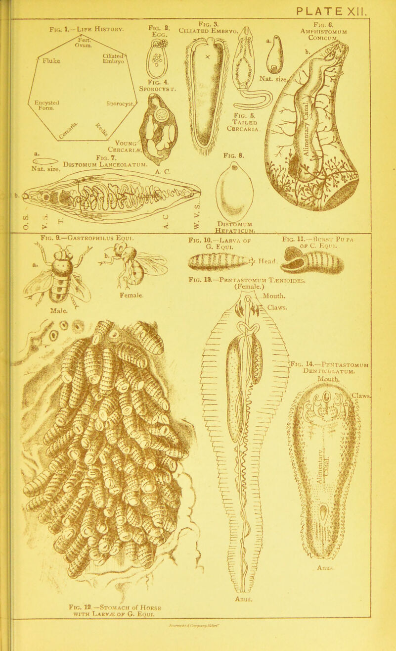 Fig. 3. Ciliated Embryo, Fig. 6. Ami histomiim CoNICUM. Fig. 1.—Life History Lero Ovum. Ciliated^ Embryo Fig. 4. Sporocys Encysted Form, Soorocyst. Fig. 5. Tailed Cbrcaria Young:H C'ERCARI Ai.W Fig. 7. V Distomum Lanceolatum Hfi'aticum, Fig. 9.—Gastrophilus Eoui Fig. 13.—Pentastomum Tasnioides. (Female.) /(b)\ Mouth- Claws. Female • 14.—Ppntastomum Den ticulatum. JMouth. ;C!aws Amis, Fig. 12 —Stomach of Horse with Larvae ok G. Eijui. J & H/'Vv J httrvut• f I’t-tn/ftiy Juhrt'