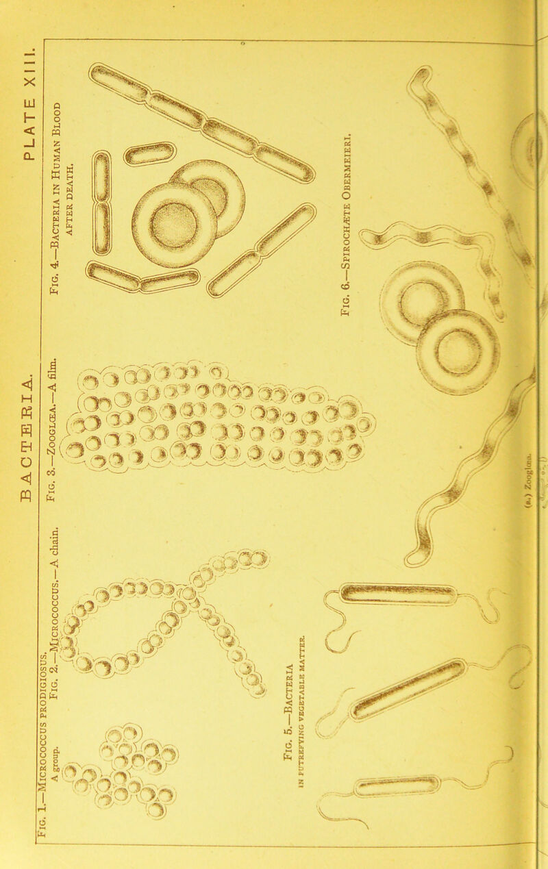 Q 0 (4 fU in 1 im | '43 < I < ►3 O O fr=% 6 •-H Pt(