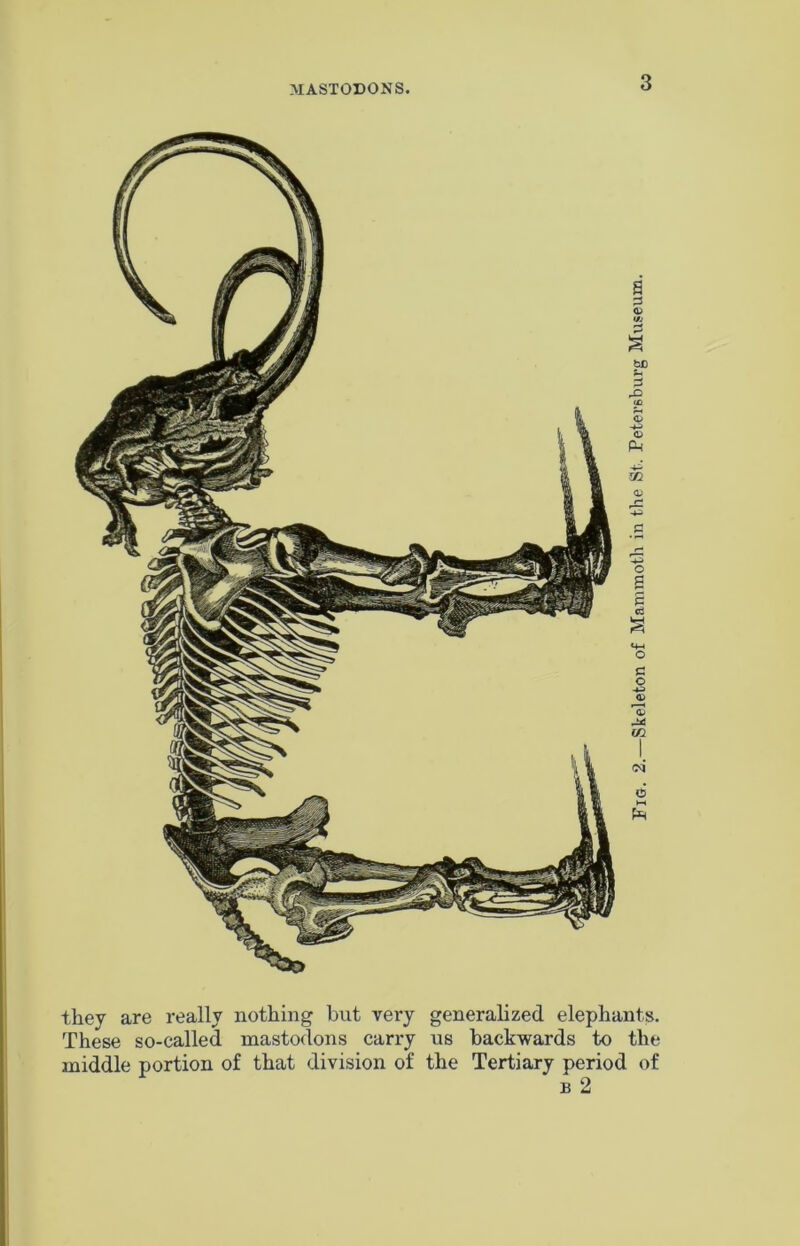 MASTODONS. they are really nothing but very generalized elephants. These so-called mastodons carry us backwards to the middle portion of that division of the Tertiary period of b 2