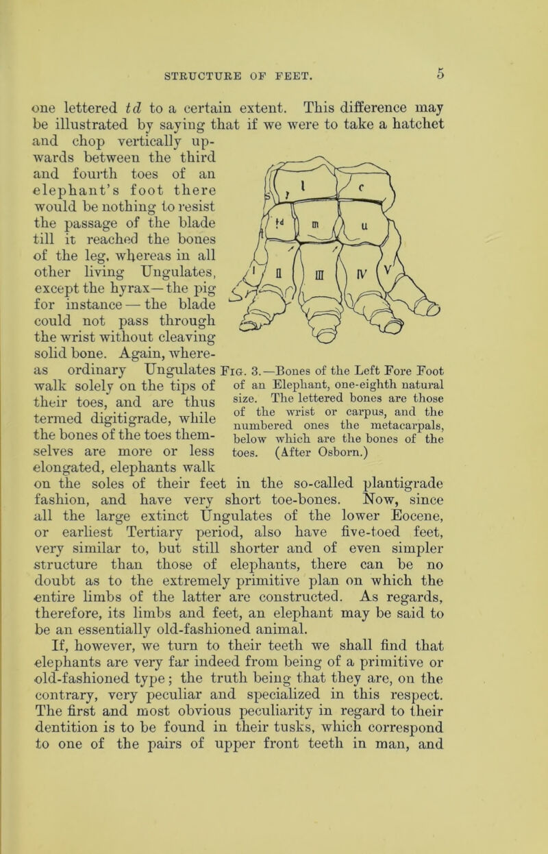 one lettered tel to a certain extent. This difference may be illustrated by saying that if we were to take a hatchet and chop vertically up- wards between the third and fourth toes of an elephant’s foot there would be nothing to resist the passage of the blade till it reached the bones of the leg. whereas in all other living Ungulates, except the hyrax— the pig / fnr insta.ncfi—thfi bla.dfi / V size. The lettered bones are those of the wrist or carpus, and the numbered ones the metacarpals, below which are the bones of the toes. (After Osborn.) for instance—the blade could not pass through the wrist without cleaving- solid bone. Again, where- as ordinary Ungulates Fig. 3.—Bones of the Left Fore Foot walk solely on the tips of of an Elephant, one-eighth natural their toes, and are thus termed digitigrade, while the bones of the toes them- selves are more or less elongated, elephants walk on the soles of their feet in the so-called plantigrade fashion, and have very short toe-bones. Now, since all the large extinct Ungulates of the lower Eocene, or earliest Tertiary period, also have five-toed feet, very similar to, but still shorter and of even simpler structure than those of elephants, there can be no doubt as to the extremely primitive plan on which the entire limbs of the latter are constructed. As regards, therefore, its limbs and feet, an elephant may be said to be an essentially old-fashioned animal. If, however, we turn to their teeth we shall find that elephants are very far indeed from being of a primitive or old-fashioned type; the truth being that they are, on the contrary, very peculiar and specialized in this respect. The first and most obvious peculiarity in regard to their dentition is to be found in their tusks, which correspond to one of the pairs of upper front teeth in man, and