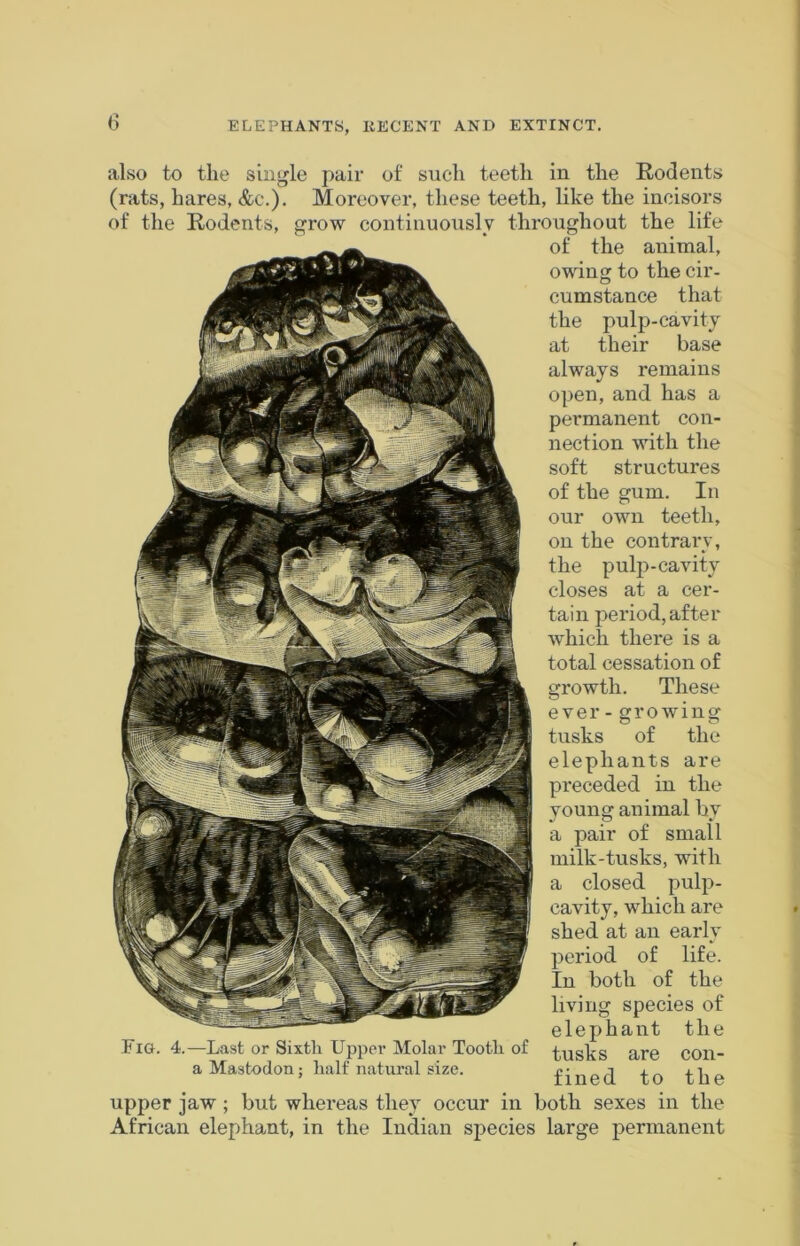 also to the single pair of such teeth in the Rodents (rats, hares, &e.). Moreover, these teeth, like the incisors of the Rodents, grow continuously throughout the life of the animal, owing to the cir- cumstance that the pulp-cavity at their base always remains open, and has a permanent con- nection with the soft structures of the gum. In our own teeth, on the contrary, the pulp-cavity closes at a cer- tain period, after which there is a total cessation of growth. These ever - growing tusks of the elephants are preceded in the young animal by a pair of small milk-tusks, with a closed pulp- cavity, which are shed at an early period of life. In both of the living species of elephant the tusks are con- fined to the upper jaw; but whereas they occur in both sexes in the African elephant, in the Indian species large permanent Fig. 4.—Last or Sixth Upper Molar Tooth of a Mastodon; half natural size.