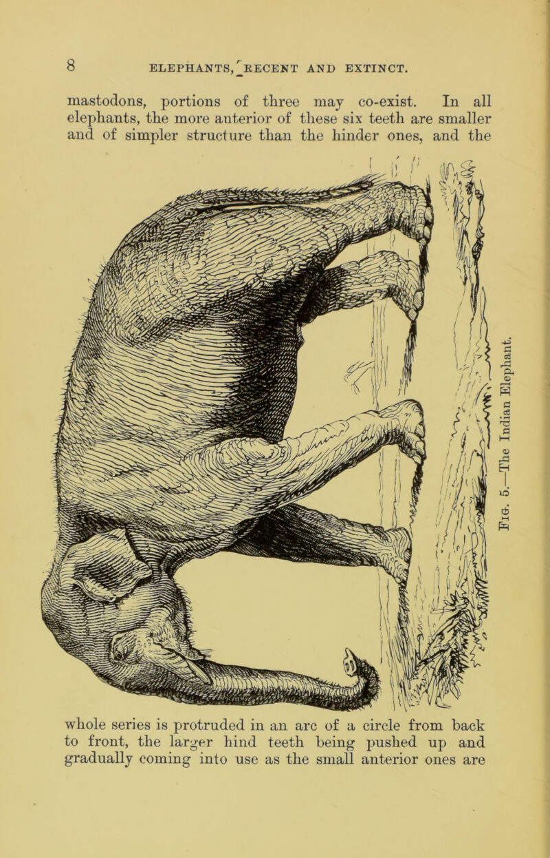 mastodons, portions of three may co-exist. In all elephants, the more anterior of these six teeth are smaller and of simpler structure than the hinder ones, and the whole series is protruded in an arc of a circle from back to front, the larger hind teeth being pushed up and gradually coming into use as the small anterior ones are id *—I •The Indian Elephant.