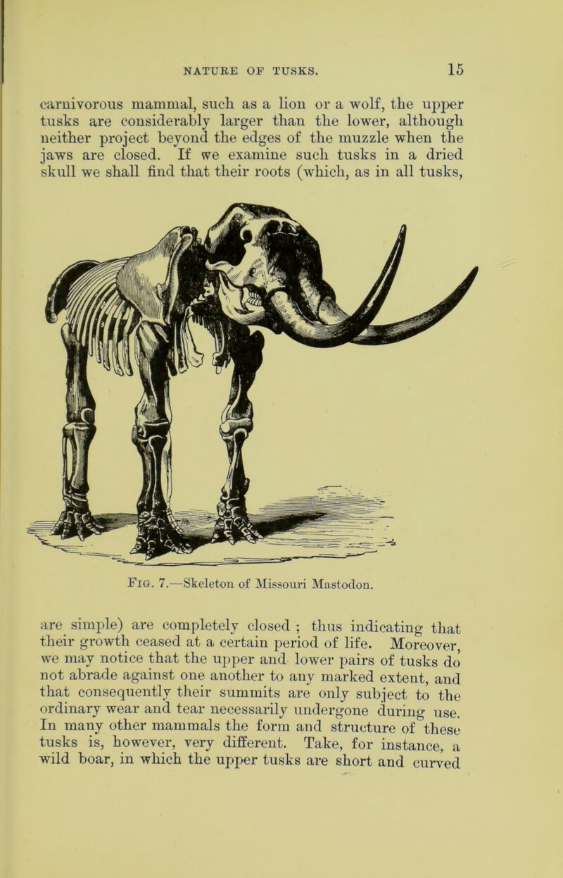 carnivorous mammal, such as a lion or a wolf, the upper tusks are considerably larger than the lower, although neither project beyond the edges of the muzzle when the jaws are closed. If we examine such tusks in a dried skull we shall find that their roots (which, as in all tusks, Fig. 7.—Skeleton of Missouri Mastodon. are simple) are completely closed ; thus indicating that their growth ceased at a certain period of life. Moreover, we may notice that the upper and lower pairs of tusks do not abrade against one another to any marked extent, and that consequently their summits are only subject to the ordinary wear and tear necessarily undergone during use. In many other mammals the form and structure of these tusks is, however, very different. Take, for instance, a wild boar, in which the upper tusks are short and curved