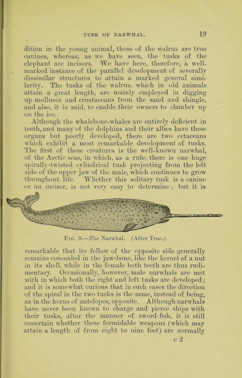 dition in the young animal, those of the walrus are true canines, whereas, as we have seen, the tusks of the elephant are incisors. We have here, therefore, a well- marked instance of the parallel development of severally dissimilar structures to attain a marked general simi- larity. The tusks of the walrus, which in old animals attain a great length, are mainly employed in digging up molluscs and crustaceans from the sand and shingle, and also, it is said, to enable their owners to clamber up on the ice. Although the whalebone-whales are entirely deficient in teeth, and many of (lie dolphins and their allies have these organs but poorly developed, there are two cetaceans which exhibit a most remarkable development of tusks. The first of these creatures is the well-known narwhal, of the Arctic seas, in which, as a rule, there is one huge spirally-twisted cylindrical tusk projecting from the left side of the upper jaw of the male, which continues to grow throughout life. Whether this solitary tusk is a canine or an incisor, is not very easy to determine ; but it is Fig. 9.—The Narwhal. (After True.) remarkable that its fellow of the opposite side generally remains concealed in the jaw-bone, like the kernel of a nut in its shell, while in the female both teeth are thus rudi- mentary. Occasionally, however, male narwhals are met with in which both the right and left tusks are developed; and it is somewhat curious that in such cases the direction of the spiral in the two tusks is the same, instead of being, as in the horns of antelopes, opposite. Although narwhals have never been known to charge and pierce ships with their tusks, after the manner of sword-fish, it is still uncertain whether these formidable weapons (which may attain a length of from eight to nine feet) are normally c 2
