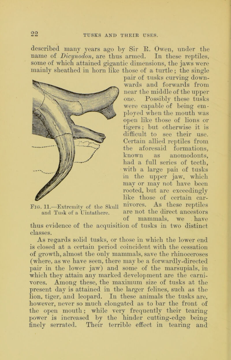 described many years ago by Sir R. Owen, under the name of Dicynodon, are thus armed. In these reptiles, some of which attained gigantic dimensions, the jaws were mainly sheathed in horn like those of a turtle: the single pair of tusks curving down- wards and forwards from near the middle of the upper one. Possibly these tusks were capable of being em- ployed when the mouth was open like those of lions or tigers; but otherwise it is difficult to see their use. Certain allied reptiles from the aforesaid formations, known as anomodonts, had a full series of teeth, with a large paii of tusks in the upper jaw, which may or may not have been rooted, but are exceedingly like those of certain car- nivores. As these reptiles are not the direct ancestors of mammals, we have thus evidence of the acquisition of tusks in two distinct classes. As regards solid tusks, or those in which the lower end is closed at a certain period coincident with the cessation of growth, almost the only mammals, save the rhinoceroses (where, as we have seen, there may be a forwardly-directed pair in the lower jaw) and some of the marsupials, in which they attain any marked development are the carni- vores. Among these, the maximum size of tusks at the present day is attained in the larger felines, such as the lion, tiger, and leopard. In these animals the tusks are, however, never so much elongated as to bar the front of the open mouth; while very frequently their tearing power is increased by the hinder cutting-edge being finely serrated. Their terrible effect in tearing and Fig. 11.—Extremity of the Skull and Tusk of a Uintathere.