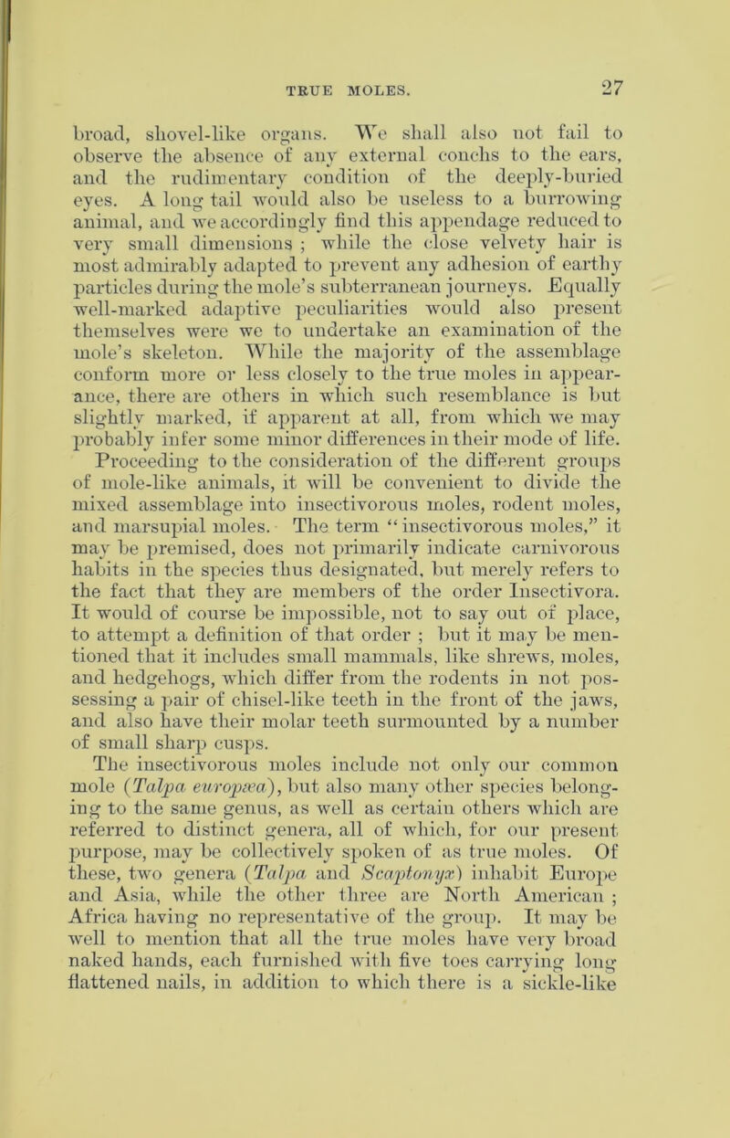 broad, sliovel-like organs. We shall also not fail to observe the absence of any external conchs to the ears, and the rudimentary condition of the deeply-buried eyes. A long tail would also be useless to a burrowing animal, and we accordingly find this appendage reduced to very small dimensions ; while the close velvety hair is most admirably adapted to prevent any adhesion of earthy particles during the mole’s subterranean journeys. Equally well-marked adaptive peculiarities would also present themselves were we to undertake an examination of the mole’s skeleton. While the majority of the assemblage conform more or less closely to the true moles in appear- ance, there are others in which such resemblance is but slightly marked, if apparent at all, from which we may probably infer some minor differences in their mode of life. Proceeding to the consideration of the different groups of mole-like animals, it will be convenient to divide the mixed assemblage into insectivorous moles, rodent moles, and marsupial moles. The term “ insectivorous moles,” it may be premised, does not primarily indicate carnivorous habits in the species thus designated, but merely refers to the fact that they are members of the order Insectivora. It would of course be impossible, not to say out of place, to attempt a definition of that order ; but it may be men- tioned that it includes small mammals, like shrews, moles, and hedgehogs, which differ from the rodents in not pos- sessing a pair of chisel-lilce teeth in the front of the jaws, and also have their molar teeth surmounted by a number of small sharp cusps. The insectivorous moles include not only our common mole (Tcdpa europsea), but also many other species belong- ing to the same genus, as well as certain others which are referred to distinct genera, all of which, for our present purpose, may be collectively spoken of as true moles. Of these, two genera (Talpa and Scaptonyx) inhabit Europe and Asia, while the other three are North American ; Africa having no representative of the group. It may be well to mention that all the true moles have very broad naked hands, each furnished with five toes carrying long flattened nails, in addition to which there is a sickle-like