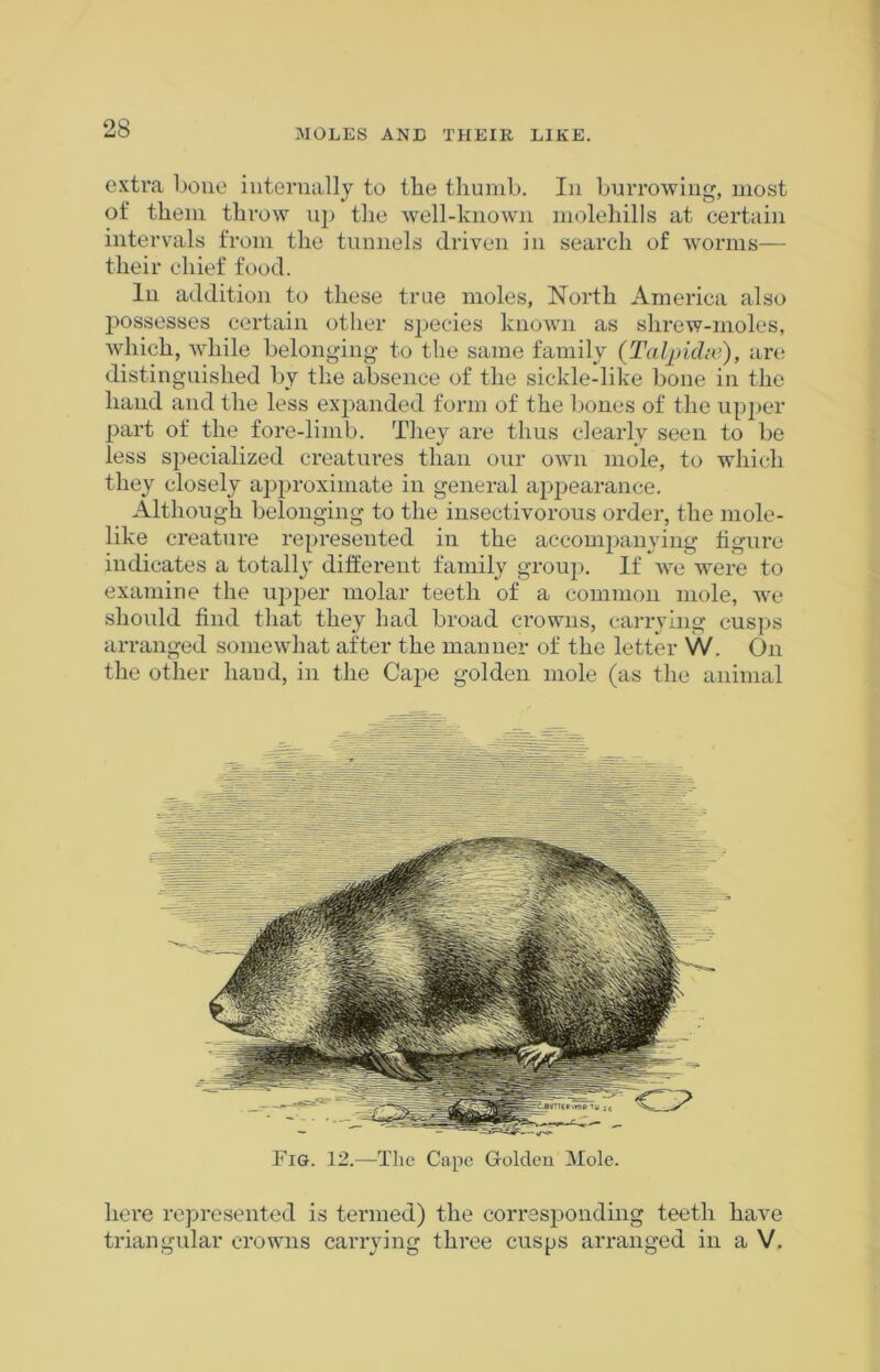 extra bone internally to the thumb. In burrowing, most of them throw up the well-known molehills at certain intervals from the tunnels driven in search of worms— their chief food. In addition to these true moles, North America also possesses certain other species known as shrew-moles, which, while belonging to the same family (Taljruhe), are distinguished by the absence of the sickle-like bone in the hand and the less expanded form of the bones of the upper part of the fore-limb. They are thus clearly seen to be less specialized creatures than our own mole, to which they closely approximate in general appearance. Although belonging to the insectivorous order, the mole- like creature represented in the accompanying figure indicates a totally different family group. If we were to examine the upper molar teeth of a common mole, we should find that they had broad crowns, carrying cusps arranged somewhat after the manner of the letter VV. On the other hand, in the Cape golden mole (as the animal Fig. 12.—The Cape Golden Mole. here represented is termed) the corresponding teeth have triangular crowns carrying three cusps arranged in a V.