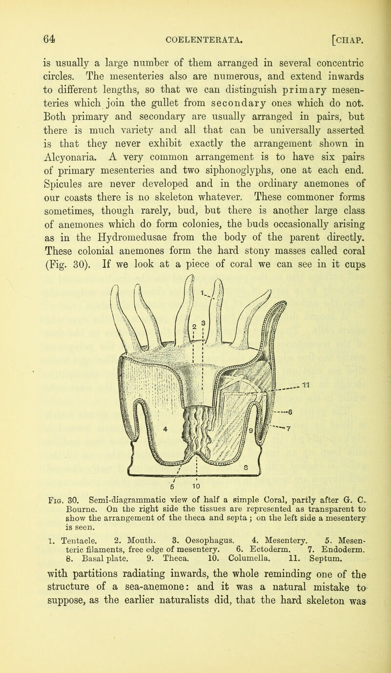 is usually a large number of them arranged in several concentric circles. The mesenteries also are numerous, and extend inwards to different lengths, so that we can distinguish primary mesen- teries which join the gullet from secondary ones which do not. Both primary and secondary are usually arranged in pairs, but there is much variety and all that can be universally asserted is that they never exhibit exactly the arrangement shown in Alcyonaria. A very common arrangement is to have six pairs of primary mesenteries and two siphonoglyphs, one at each end. Spicules are never developed and in the ordinary anemones of our coasts there is no skeleton whatever. These commoner forms sometimes, though rarely, bud, but there is another large class of anemones which do form colonies, the buds occasionally arising as in the Hydromedusae from the body of the parent directly. These colonial anemones form the hard stony masses called coral (Fig. 30). If we look at a piece of coral we can see in it cups Fig. 30. Semi-diagrammatic view of half a simple Coral, partly after G-. C_ Bourne. On the right side the tissues are represented as transparent to show the arrangement of the theca and septa ; on the left side a mesentery is seen. 1. Tentacle. 2. Mouth. 3. Oesophagus. 4. Mesentery. 5. Mesen- teric filaments, free edge of mesentery. 6. Ectoderm. 7. Endoderm. 8. Basal plate. 9. Theca. 10. Columella. 11. Septum. with partitions radiating inwards, the whole reminding one of the structure of a sea-anemone: and it was a natural mistake to suppose, as the earlier naturalists did, that the hard skeleton was