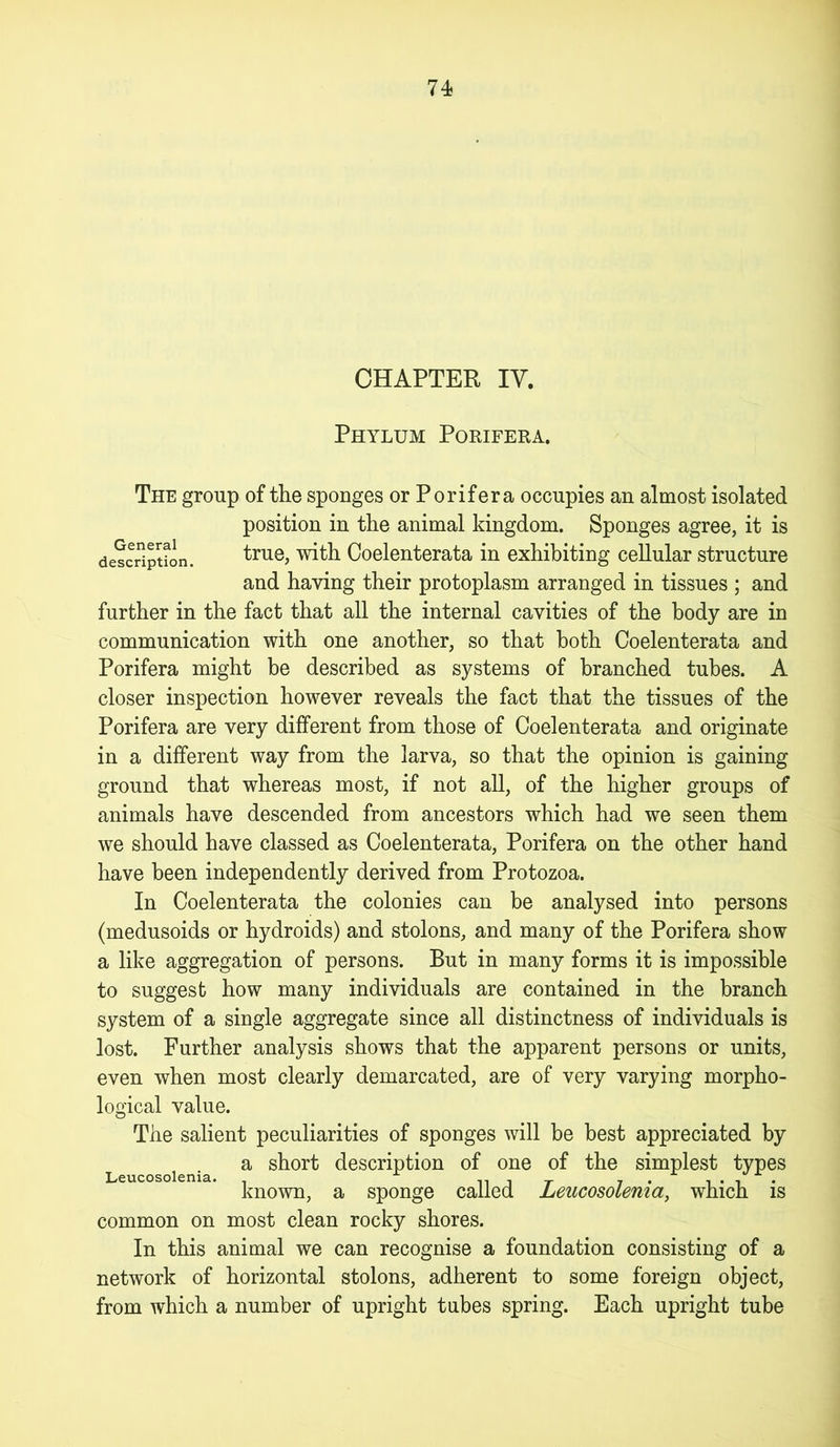 CHAPTER IY. Phylum Porifera. The group of the sponges or P or if era occupies an almost isolated position in the animal kingdom. Sponges agree, it is description. true, with Coelenterata in exhibiting cellular structure and having their protoplasm arranged in tissues ; and further in the fact that all the internal cavities of the body are in communication with one another, so that both Coelenterata and Porifera might be described as systems of branched tubes. A closer inspection however reveals the fact that the tissues of the Porifera are very different from those of Coelenterata and originate in a different way from the larva, so that the opinion is gaining ground that whereas most, if not all, of the higher groups of animals have descended from ancestors which had we seen them we should have classed as Coelenterata, Porifera on the other hand have been independently derived from Protozoa. In Coelenterata the colonies can be analysed into persons (medusoids or hydroids) and stolons, and many of the Porifera show a like aggregation of persons. But in many forms it is impossible to suggest how many individuals are contained in the branch system of a single aggregate since all distinctness of individuals is lost. Further analysis shows that the apparent persons or units, even when most clearly demarcated, are of very varying morpho- logical value. The salient peculiarities of sponges will be best appreciated by a short description of one of the simplest types known, a sponge called Leucosolenia, which is common on most clean rocky shores. In this animal we can recognise a foundation consisting of a network of horizontal stolons, adherent to some foreign object, from which a number of upright tubes spring. Each upright tube Leucosolenia.