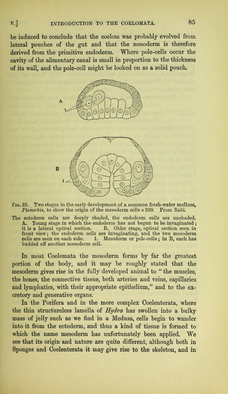 be induced to conclude that the coelom was probably evolved from lateral pouches of the gut and that the mesoderm is therefore derived from the primitive endoderm. Where pole-cells occur the cavity of the alimentary canal is small in proportion to the thickness of its wall, and the pole-cell might be looked on as a solid pouch. Fig. 39. Two stages in the early development of a common fresh-water mollusc, Planorbis, to show the origin of the mesoderm cells x 320. From Rabl. The ectoderm cells are deeply shaded, the endoderm cells are unshaded. A. Young stage in which the endoderm has not begun to be invaginated ; it is a lateral optical section. B. Older stage, optical section seen in front view; the endoderm cells are invaginating, and the two mesoderm cells are seen on each side. 1. Mesoderm or pole-cells; in B, each has budded off another mesoderm cell. In most Coelomata the mesoderm forms by far the greatest portion of the body, and it may be roughly stated that the mesoderm gives rise in the fully developed animal to “ the muscles, the bones, the connective tissue, both arteries and veins, capillaries and lymphatics, with their appropriate epithelium/’ and to the ex- cretory and generative organs. In the Porifera and in the more complex Coelenterata, where the thin structureless lamella of Hydra has swollen into a bulky mass of jelly such as we find in a Medusa, cells begin to wander into it from the ectoderm, and thus a kind of tissue is formed to which the name mesoderm has unfortunately been applied. We see that its origin and nature are quite different, although both in Sponges and Coelenterata it may give rise to the skeleton, and in