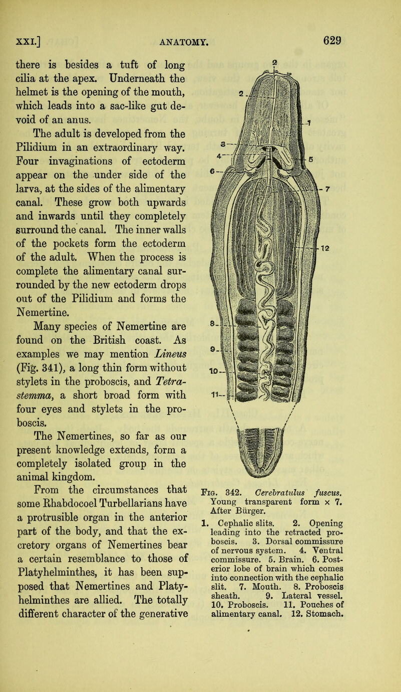 there is besides a tuft of long cilia at the apex. Underneath the helmet is the opening of the mouth, which leads into a sac-like gut de- void of an anus. The adult is developed from the Pilidium in an extraordinary way. Four invaginations of ectoderm appear on the under side of the larva, at the sides of the alimentary canal. These grow both upwards and inwards until they completely surround the canal. The inner walls of the pockets form the ectoderm of the adult. When the process is complete the alimentary canal sur- rounded by the new ectoderm drops out of the Pilidium and forms the Nemertine. Many species of Nemertine are found on the British coast. As examples we may mention Linens (Fig. 341), a long thin form without stylets in the proboscis, and Tetra- stemma, a short broad form with four eyes and stylets in the pro- boscis. The Nemertines, so far as our present knowledge extends, form a completely isolated group in the animal kingdom. From the circumstances that some Bhabdocoel Turbellarians have a protrusible organ in the anterior part of the body, and that the ex- cretory organs of Nemertines bear a certain resemblance to those of Platyhelminthes, it has been sup- posed that Nemertines and Platy- helminthes are allied. The totally different character of the generative a Fig. 842. Gerebratulus fuscus. Young transparent form x 7. After Burger. 1. Cephalic slits. 2. Opening leading into the retracted pro- boscis. 8. Dorsal commissure of nervous system. 4. Ventral commissure. 5. Brain. 6. Post- erior lobe of brain which comes into connection with the cephalic slit. 7. Mouth. 8. Proboscis sheath. 9. Lateral vessel. 10. Proboscis. 11. Pouches of alimentary canal. 12. Stomach.