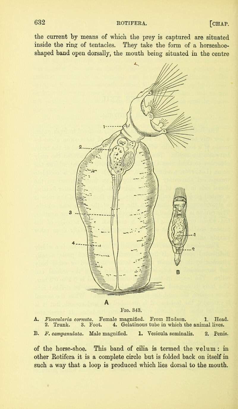 the current by means of which the prey is captured are situated inside the ring of tentacles. They take the form of a horseshoe- shaped band open dorsally, the mouth being situated in the centre A Fig. 343. A. Floscularia cornuta. Female magnified. From Hudson. 1. Head. 2. Trunk. 3. Foot. 4. Gelatinous tube in which the animal lives. B. F. campanulata. Male magnified. 1. Vesicula seminalis. 2. Penis. of the horse-shoe. This band of cilia is termed the velum: in other Rotifera it is a complete circle but is folded back on itself in such a way that a loop is produced which lies dorsal to the mouth.