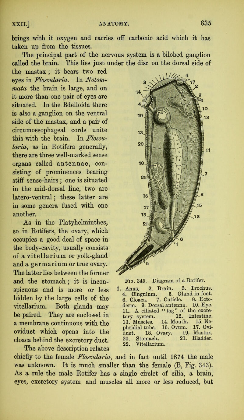 brings with it oxygen and carries off carbonic acid which it has taken up from the tissues. The principal part of the nervous system is a bilobed ganglion called the brain. This lies just under the disc on the dorsal side of the mastax ; it bears two red eyes in Floscularia. In Notom- mata the brain is large, and on it more than one pair of eyes are situated. In the Bdelloida there is also a ganglion on the ventral side of the mastax, and a pair of circumoesophageal cords unite this with the brain. In Floscu- laria, as in Rotifera generally, there are three well-marked sense organs called antennae, con- sisting of prominences bearing stiff sense-hairs ; one is situated in the mid-dorsal line, two are latero-ventral; these latter are in some genera fused with one another. As in the Platyhelminthes, so in Rotifers, the ovary, which occupies a good deal of space in the body-cavity, usually consists of a vitellarium or yolk-gland and a germarium or true ovary. The latter lies between the former and the stomach; it is incon- spicuous and is more or less hidden by the large cells of the vitellarium. Both glands may be paired. They are enclosed in a membrane continuous with the oviduct which opens into the cloaca behind the excretory duct. Fig. 345. Diagram of a Eotifer. 1. Anus. 2. Brain. 3. Trochus. 4. Cingulum. 5. Gland in foot. 6. Cloaca. 7. Cuticle. 8. Ecto- derm. 9. Dorsal antenna. 10. Eye. 11. A ciliated “tag” of the excre- tory system. 12. Intestine. 13. Muscles. 14. Mouth. 15. Ne- phridial tube. 16. Ovum. 17. Ovi- duct. 18. Ovary. 19. Mastax. 20. Stomach. 21. Bladder. 22. Yitellarium. The above description relates chiefly to the female Floscularia, and in fact until 1874 the male was unknown. It is much smaller than the female (B, Fig. 343). As a rule the male Rotifer has a single circlet of cilia, a brain, eyes, excretory system and muscles all more or less reduced, but