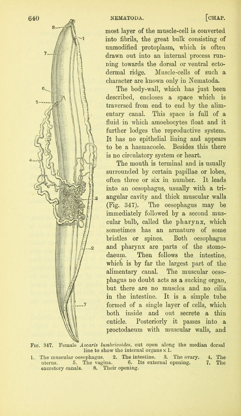7— ...7 most layer of the muscle-cell is converted into fibrils, the great bulk consisting of unmodified protoplasm, which is often drawn out into an internal process run- ning towards the dorsal or ventral ecto- dermal ridge. Muscle-cells of such a character are known only in Nematoda. The body-wall, which has just been described, encloses a space which is traversed from end to end by the alim- entary canal. This space is full of a fluid in which amoebocytes float and it further lodges the reproductive system. It has no epithelial lining and appears to be a haemacoele. Besides this there is no circulatory system or heart. The mouth is terminal and is usually surrounded by certain papillae or lobes, often three or six in number. It leads into an oesophagus, usually with a tri- angular cavity and thick muscular walls (Fig. 347). The oesophagus may be immediately followed by a second mus- cular bulb, called the pharynx, which sometimes has an armature of some bristles or spines. Both oesophagus and pharynx are parts of the stomo- daeum. Then follows the intestine, which is by far the largest part of the alimentary canal. The muscular oeso- phagus no doubt acts as a sucking organ, but there are no muscles and no cilia in the intestine. It is a simple tube formed of a single layer of cells, which both inside and out secrete a thin cuticle. Posteriorly it passes into a proctodaeum with muscular walls, and Fig. 347. Female Ascaris lumbricoides, cut open along the median dorsal line to show the internal organs x 1. 1. The muscular oesophagus. 2. The intestine. 3. The ovary. 4. The uterus. 5. The vagina. 6. Its external opening. 7. The excretory canals. 8. Their opening.