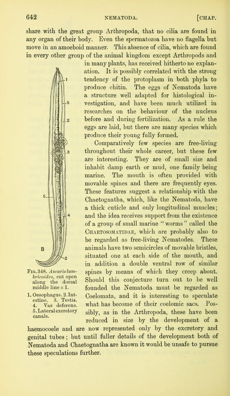 share with the great group Arthropoda, that no cilia are found in any organ of their body. Even the spermatozoa have no flagella hut move in an amoeboid manner. This absence of cilia, which are found in every other group of the animal kingdom except Arthropods and in many plants, has received hitherto no explan- ation. It is possibly correlated with the strong tendency of the protoplasm in both phyla to produce chitin. The eggs of Nematoda have a structure well adapted for histological in- vestigation, and have been much utilized in researches on the behaviour of the nucleus before and during fertilization. As a rule the eggs are laid, but there are many species which produce their young fully formed. Comparatively few species are free-living throughout their whole career, but these few are interesting. They are of small size and inhabit damp earth or mud, one family being marine. The mouth is often provided with movable spines and there are frequently eyes. These features suggest a relationship with the Chaetognatha, which, like the Nematoda, have a thick cuticle and only longitudinal muscles; and the idea receives support from the existence of a group of small marine “ worms ” called the Chaetosomatidae, which are probably also to be regarded as free-living Nematodes. These animals have two semicircles of movable bristles, situated one at each side of the mouth, and in addition a double ventral row of similar 5. Fig. 348. Ascarislum- spines by means of which they creep about. alon^Th^dorsal Should this conjecture turn out to be well middle line x 1. founded the Nematoda must be regarded as 1. Oesophagus.^. Int- Coelomata, and it is interesting to speculate 4. Yas deferens*, what has become of their coelomic sacs. Pos- canalseraleXCret0ry s*kly, as *n ^he Arthropoda, these have been reduced in size by the development of a haemocoele and are now represented only by the excretory and genital tubes; but until fuller details of the development both of Nematoda and Chaetognatha are known it would be unsafe to pursue these speculations further.